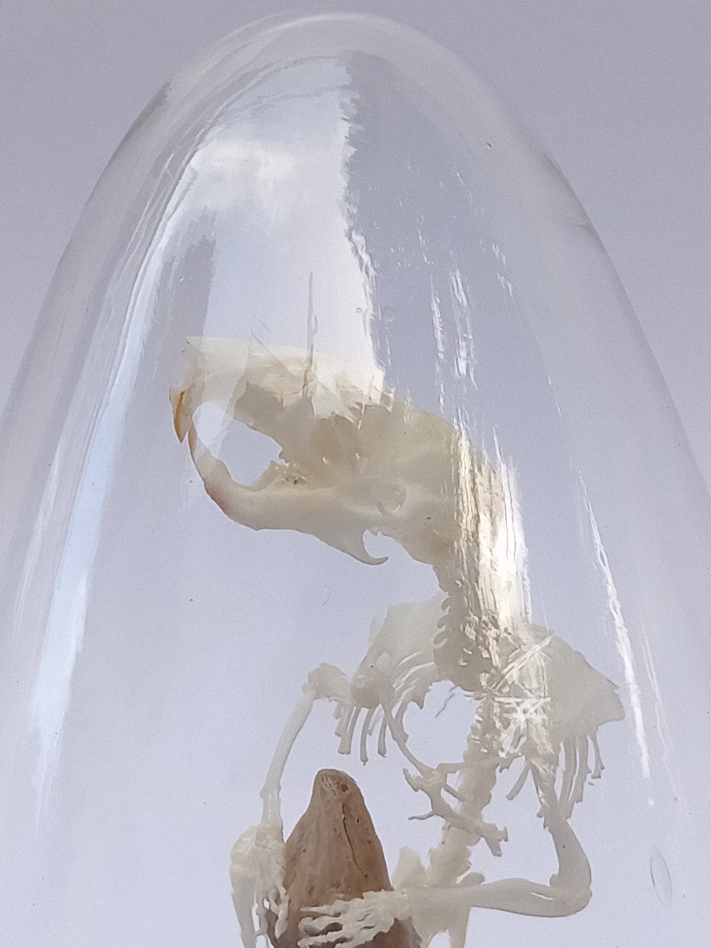 Hamster Diorama