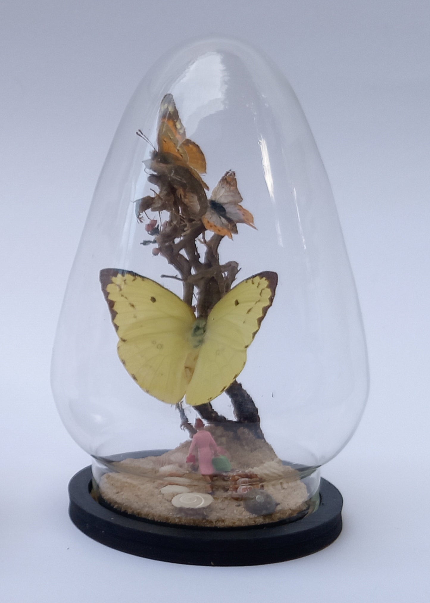 Butterfly Diorama