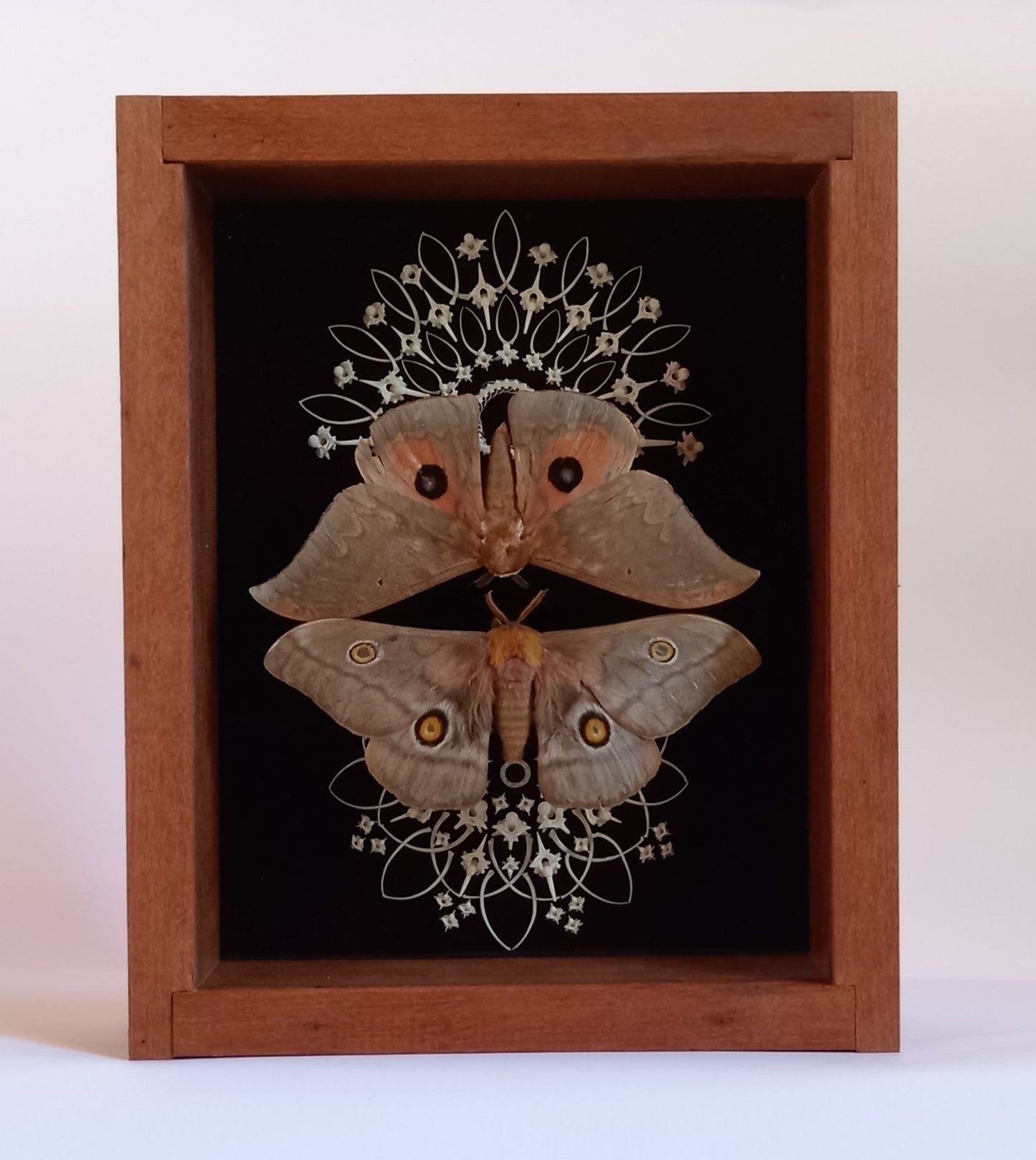 Moth Mandala