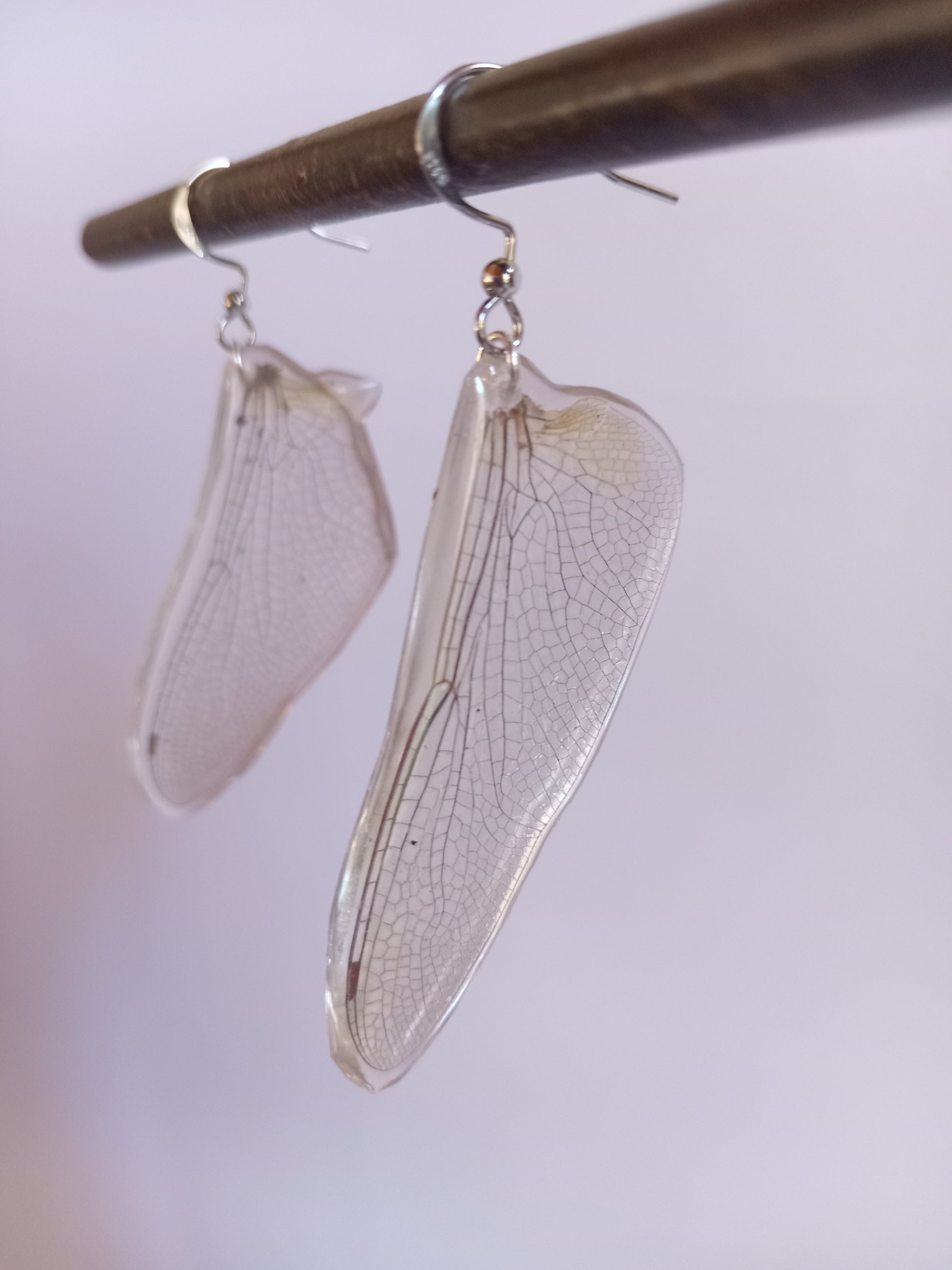 Dragonfly wings specimen display, ethically sourced found insect, nature art South Africa