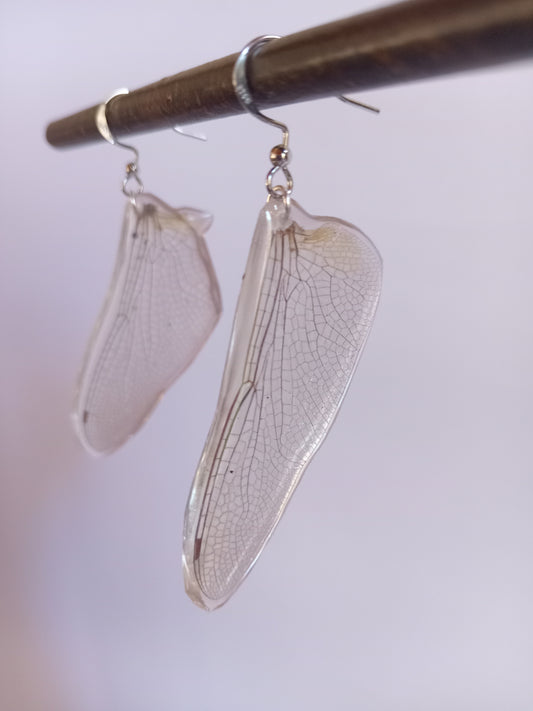 Dragonfly wings specimen display, ethically sourced found insect, nature art South Africa