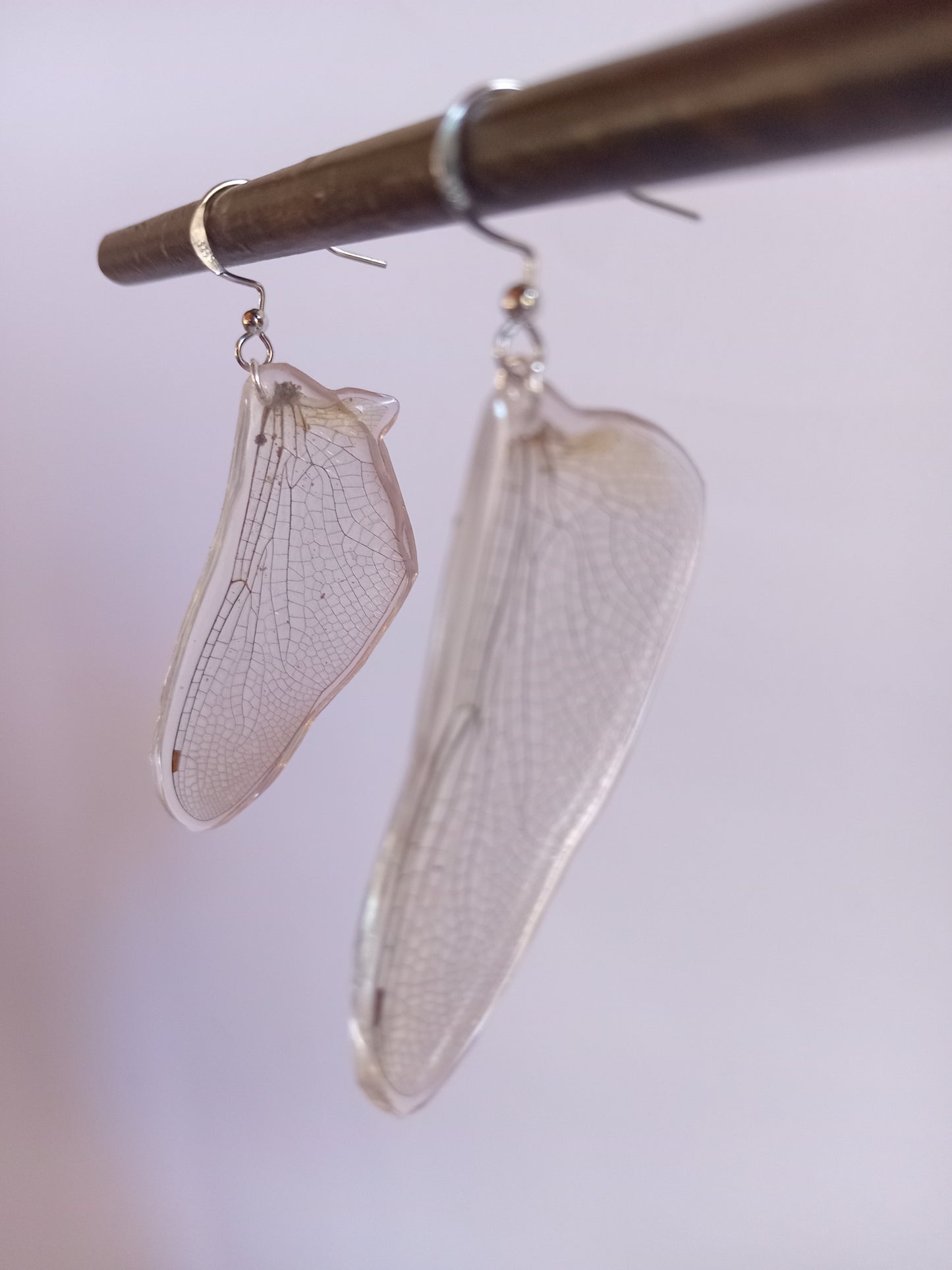 Close-up of dragonfly wings, delicate ethical entomology art, handmade by Obscure Art