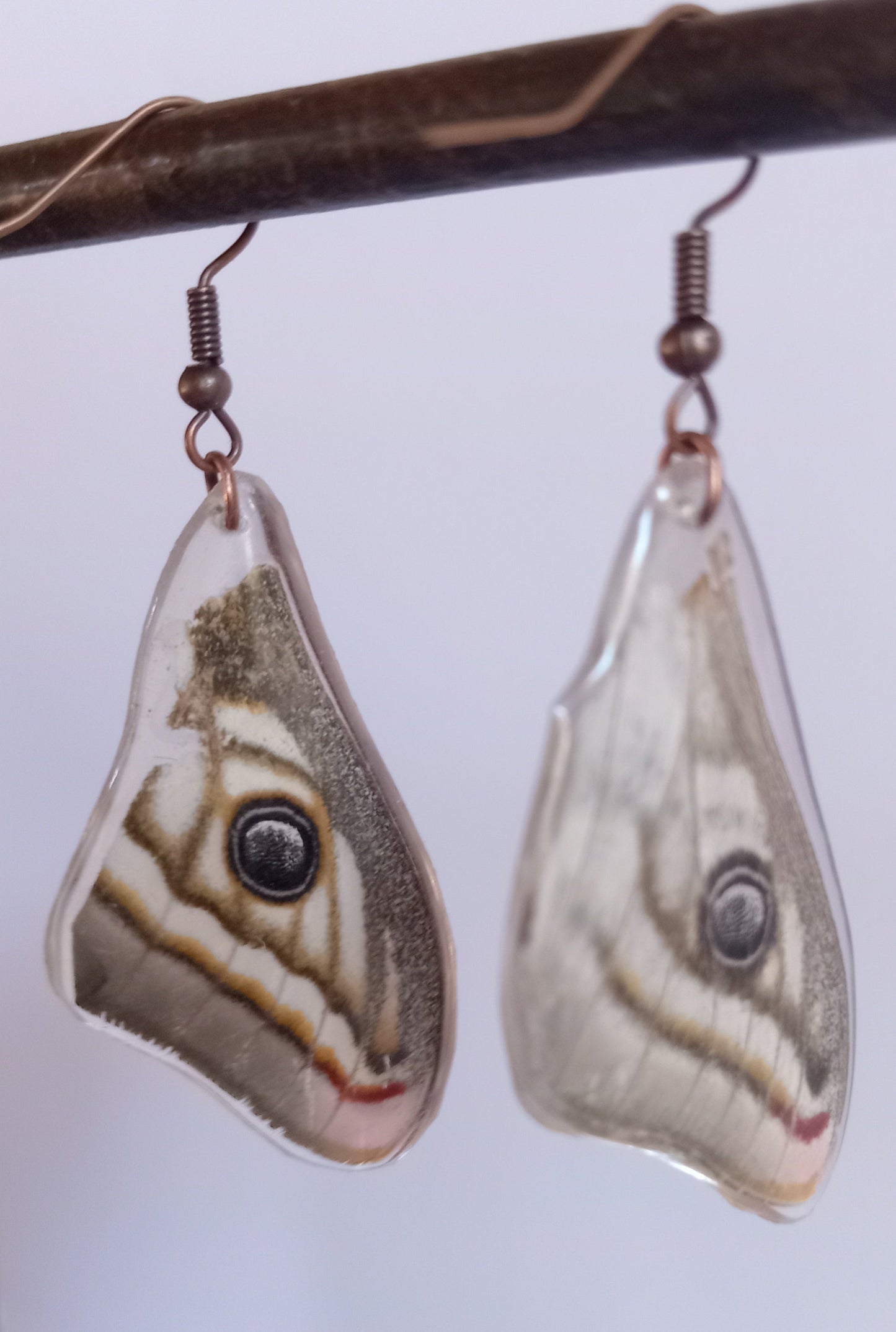 Marbled emperor moth specimen, ethically sourced found insect, one-of-a-kind nature art South Africa