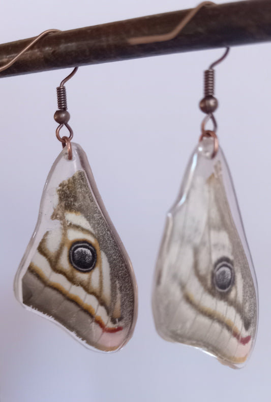 Marbled emperor moth specimen, ethically sourced found insect, one-of-a-kind nature art South Africa