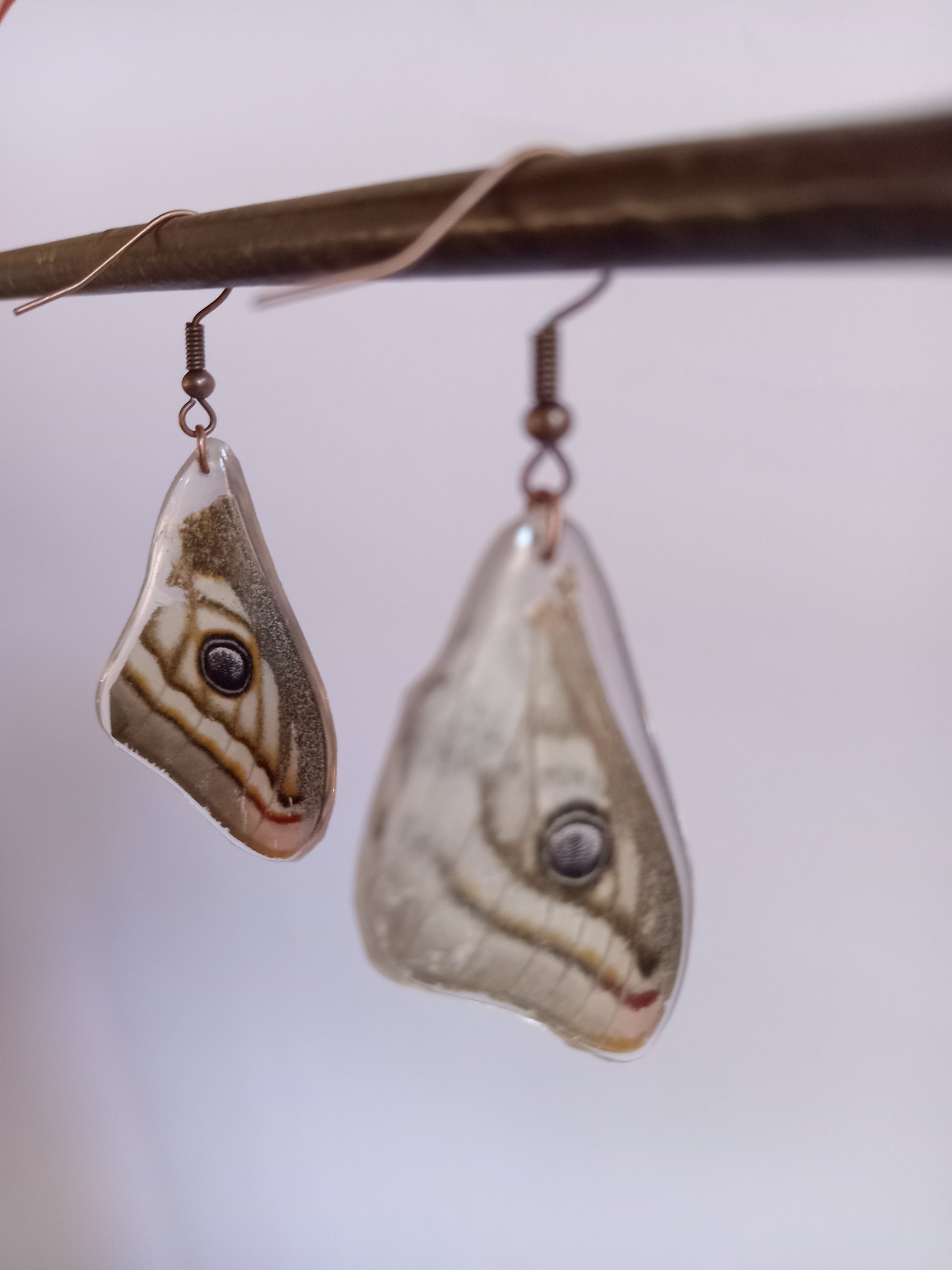 Close-up marbled emperor moth wings, ethical entomology art, handmade by Obscure Art
