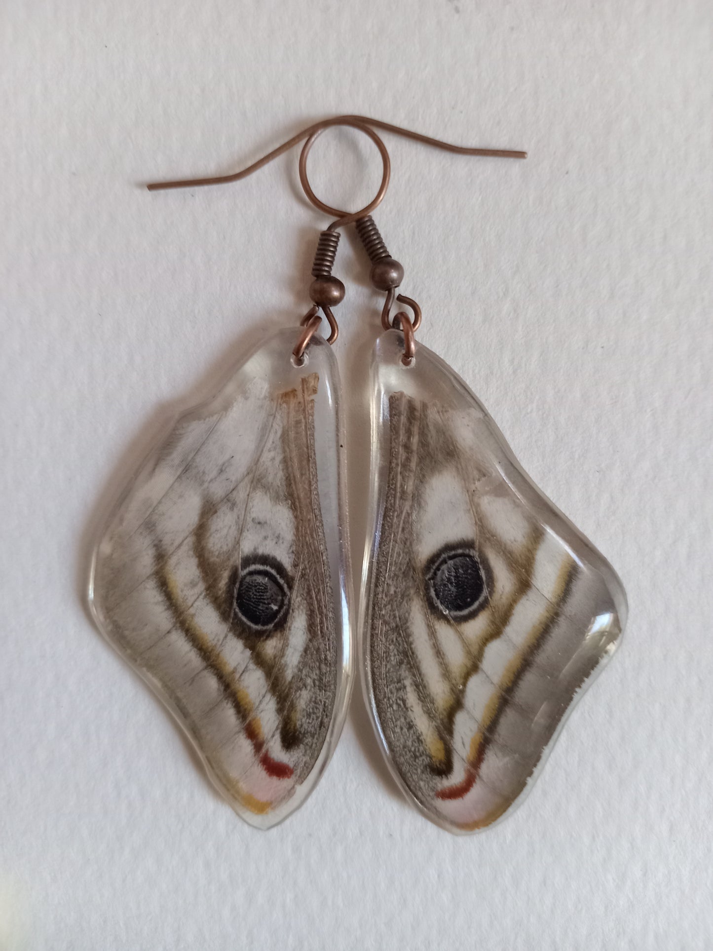 Marbled emperor moth display detail, found specimen, slow-made collector's art