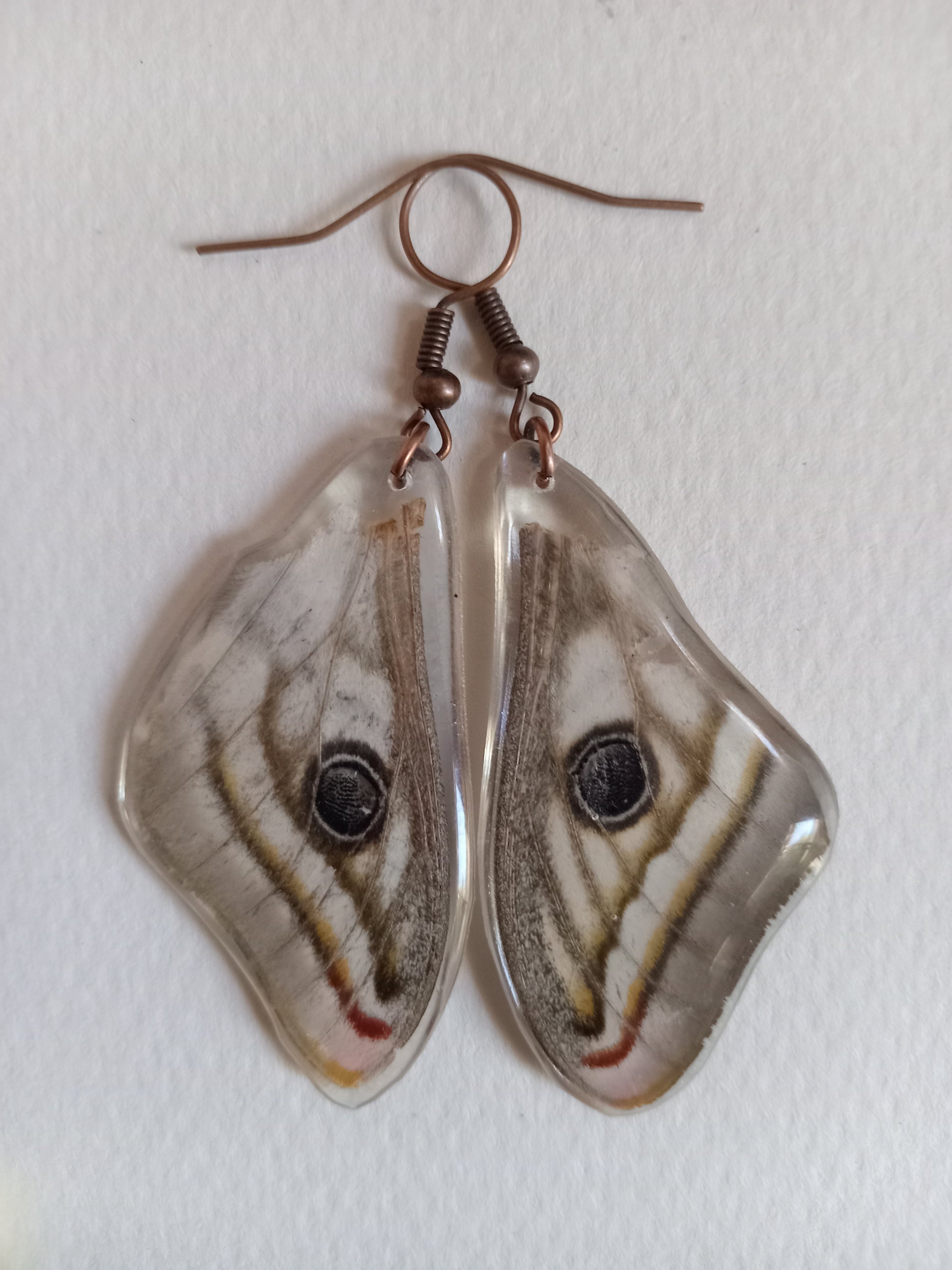 Marbled emperor moth display detail, found specimen, slow-made collector's art
