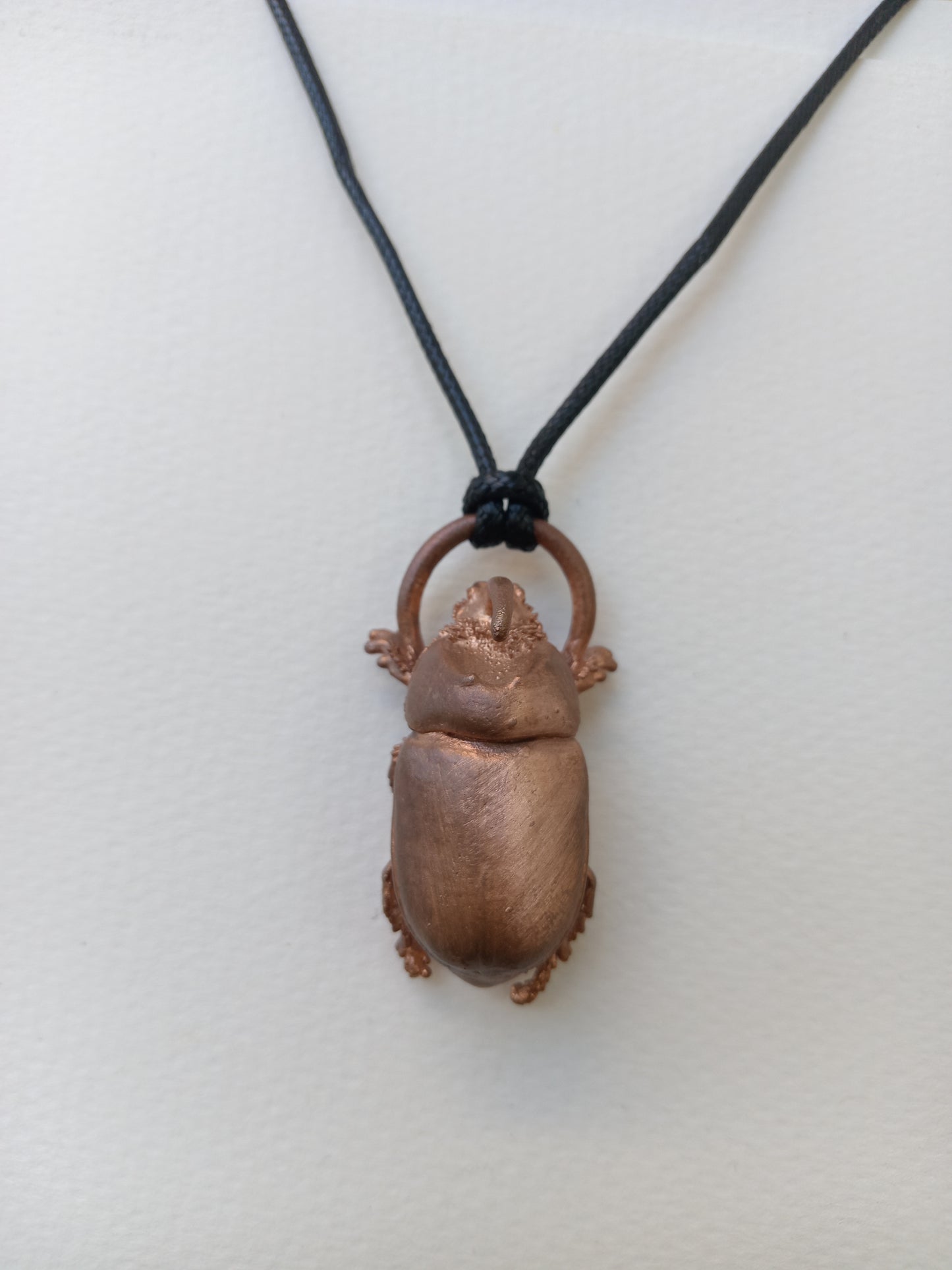 Close-up of rhino beetle, ethical entomology display, handmade collector's piece South Africa