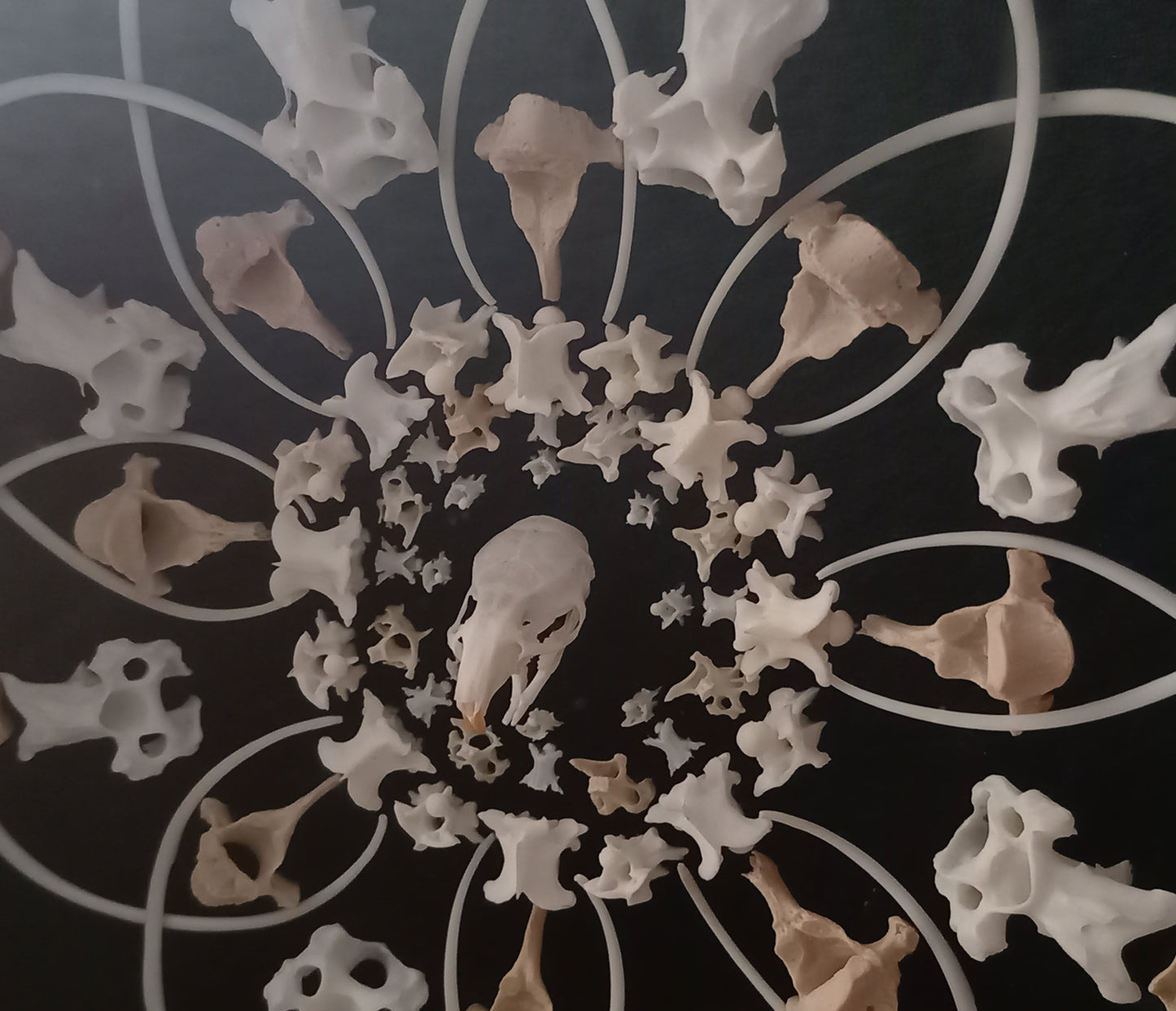 Mouse Mandala