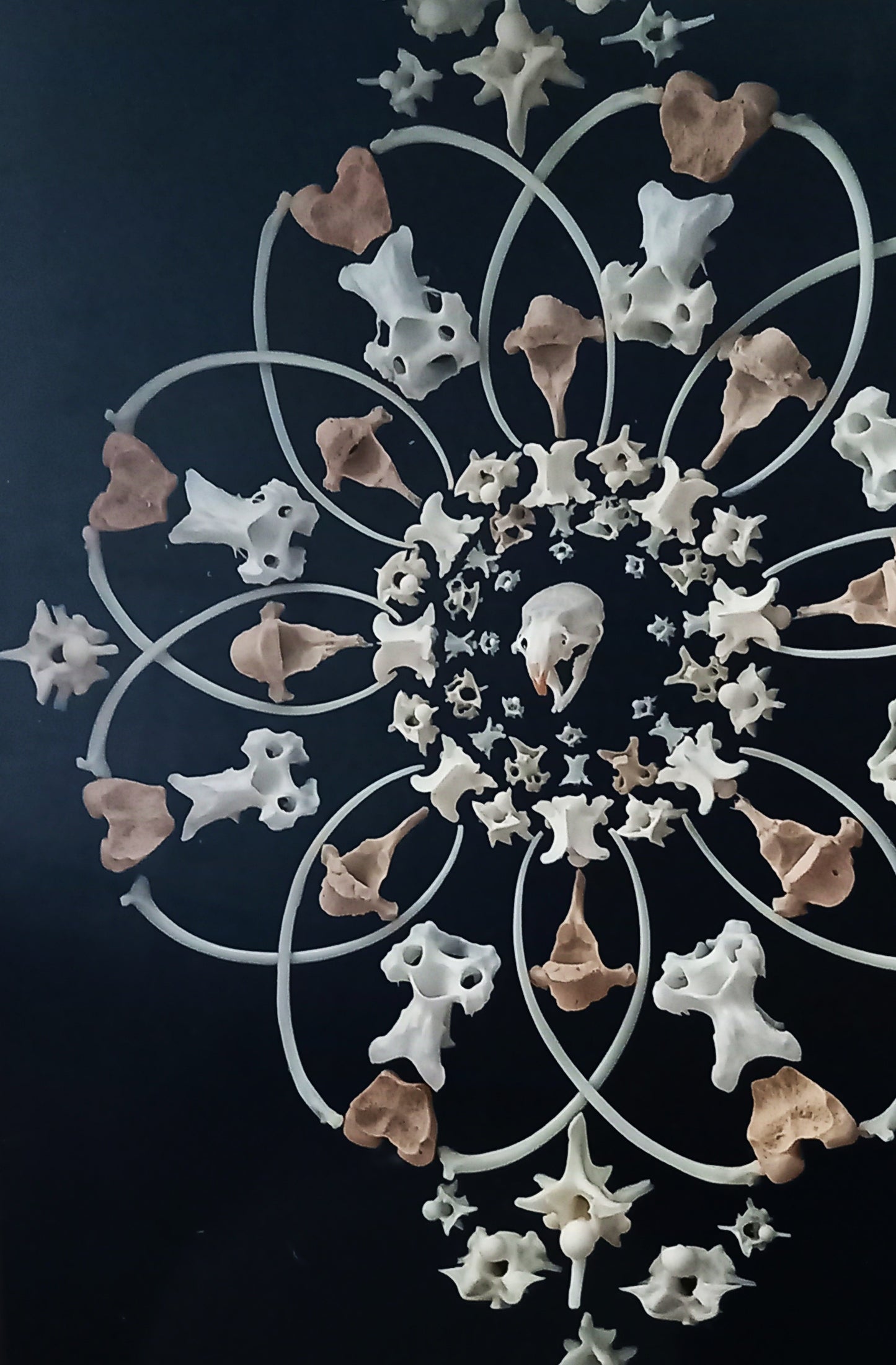 Mouse Mandala