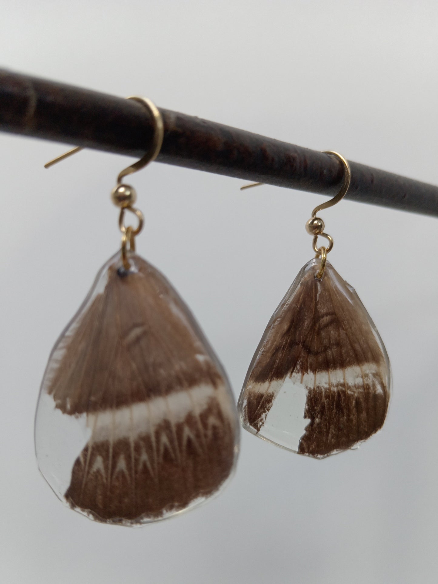 Owl-wing Moth