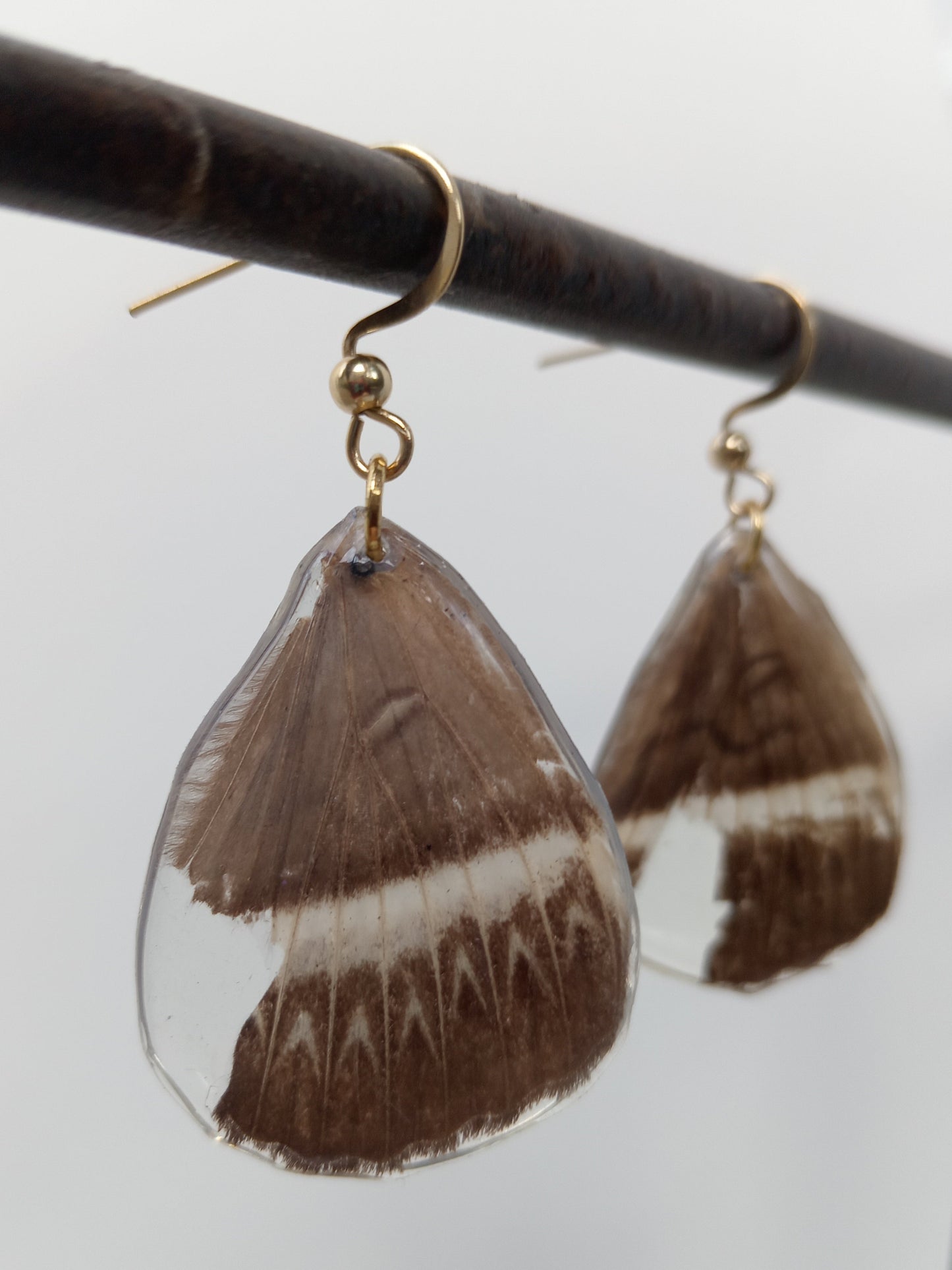 Owl-wing Moth