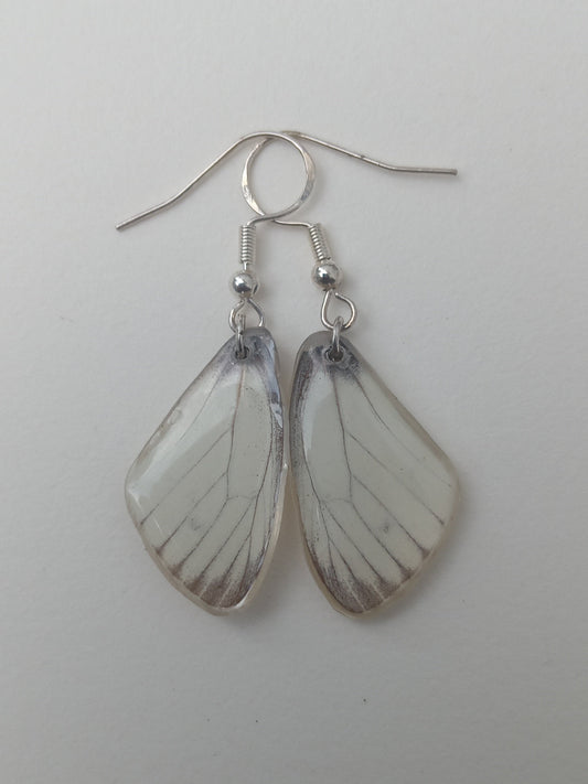Butterfly wing