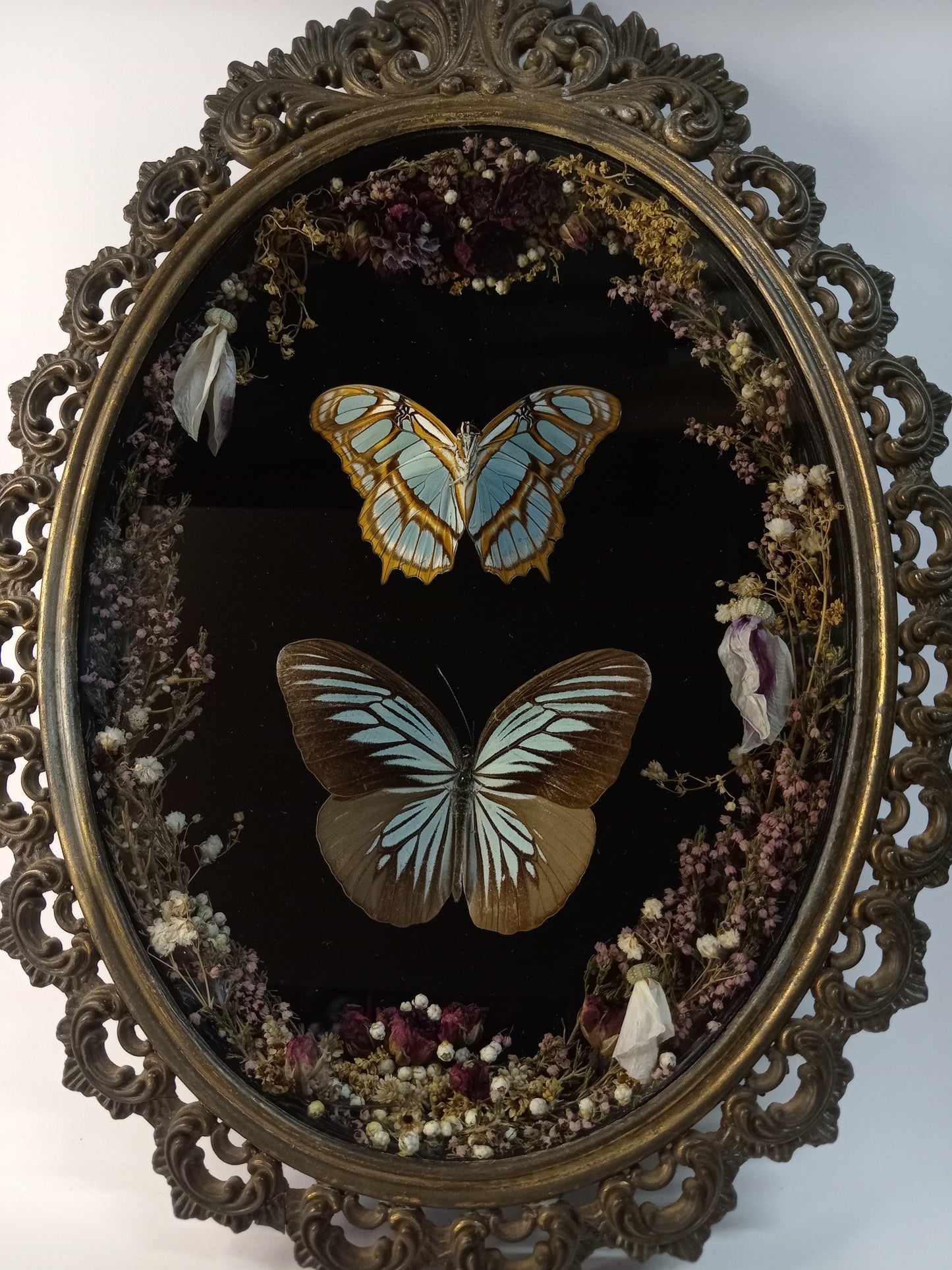 Framed Butterflies in Vintage Frame