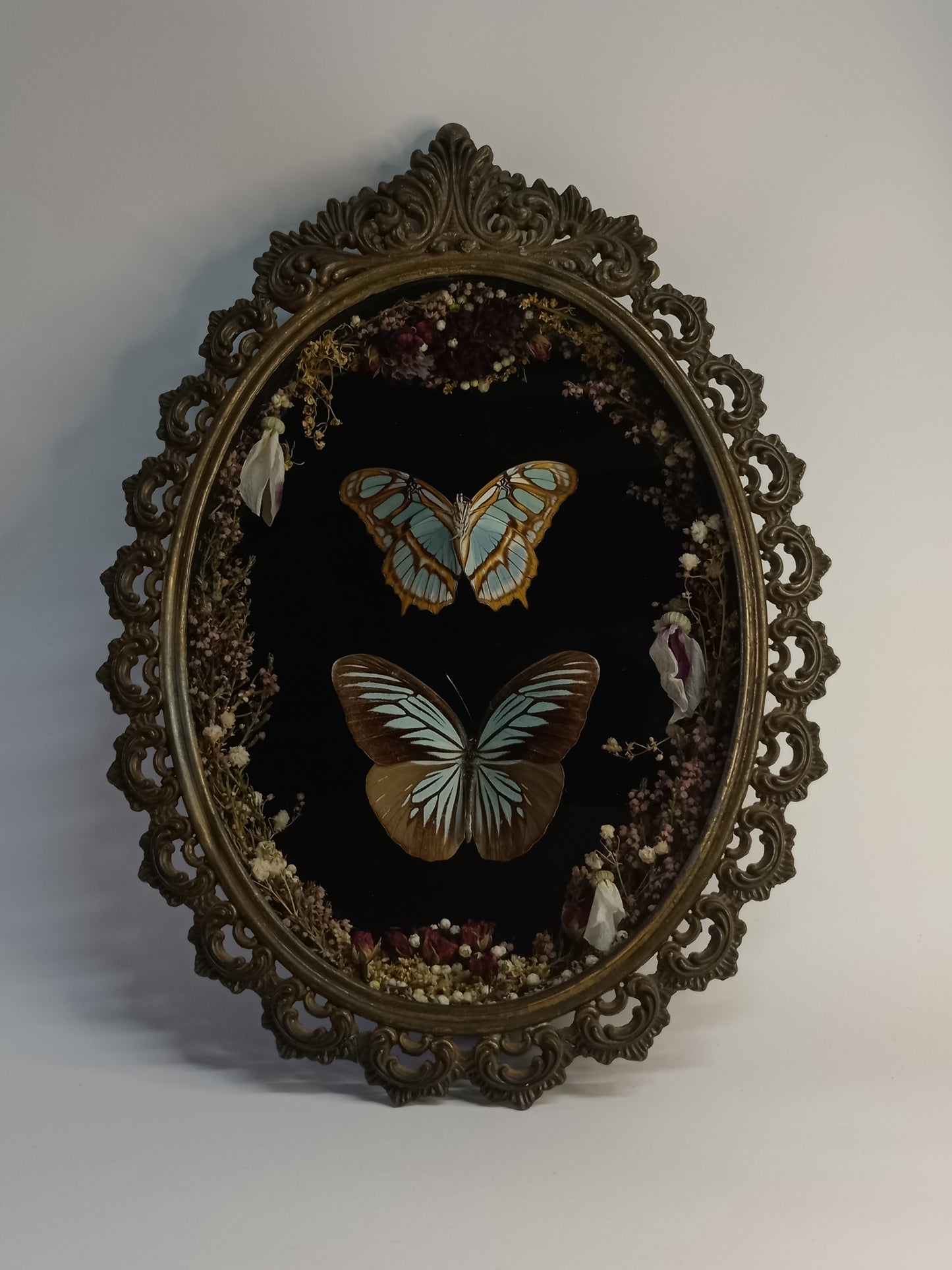 Framed Butterflies in Vintage Frame