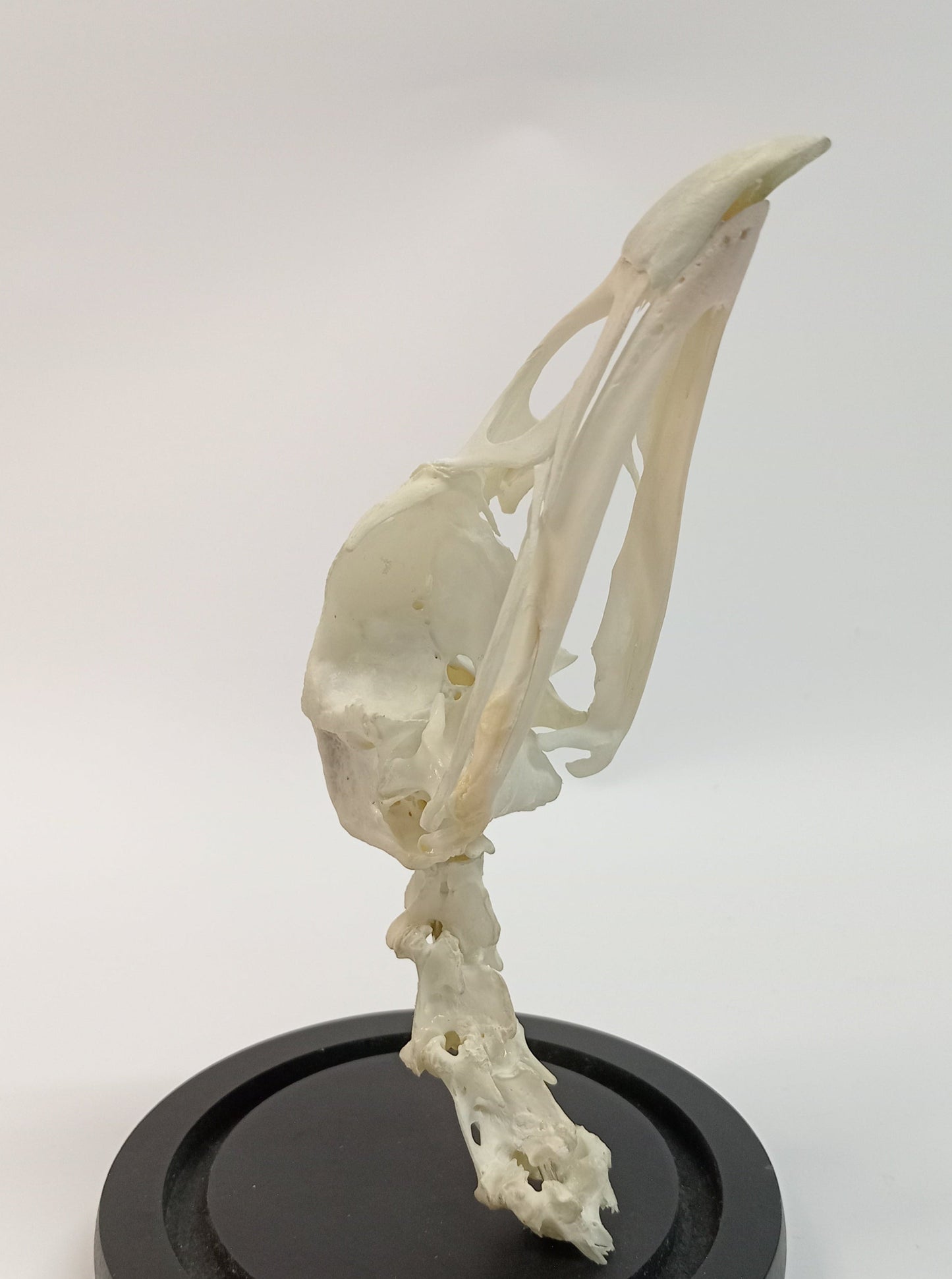 Turkey Skull