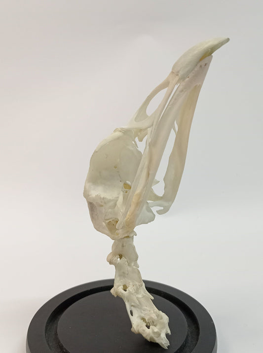 Turkey Skull