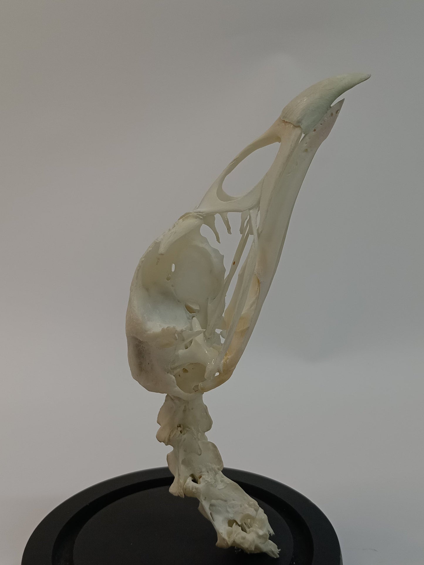 Turkey Skull