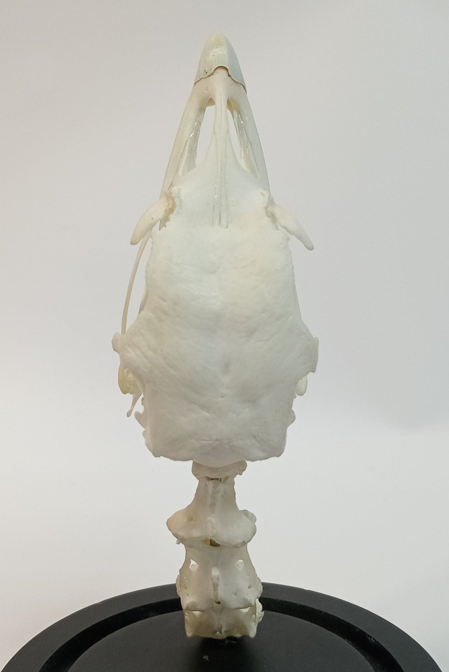 Turkey Skull