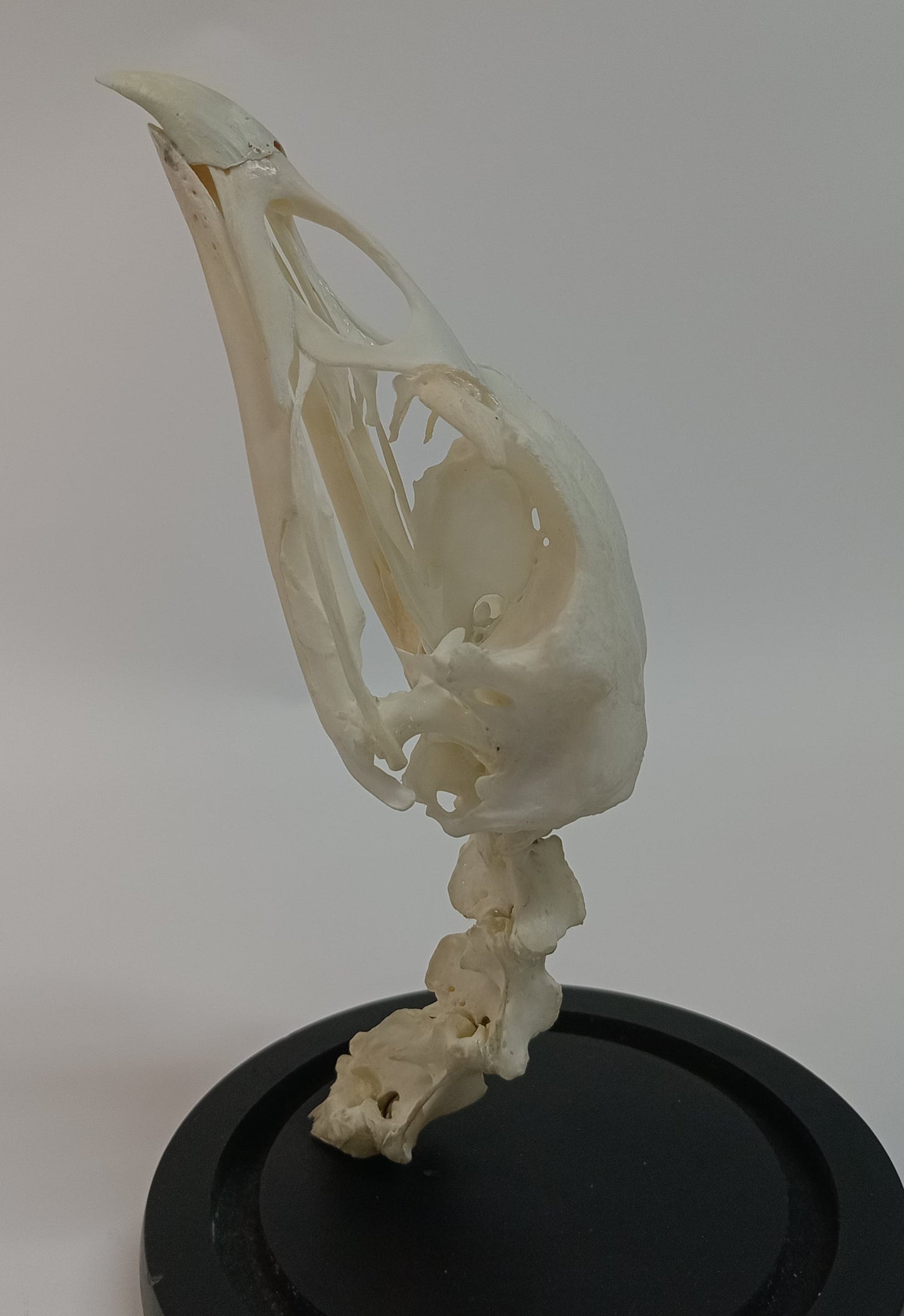 Turkey Skull