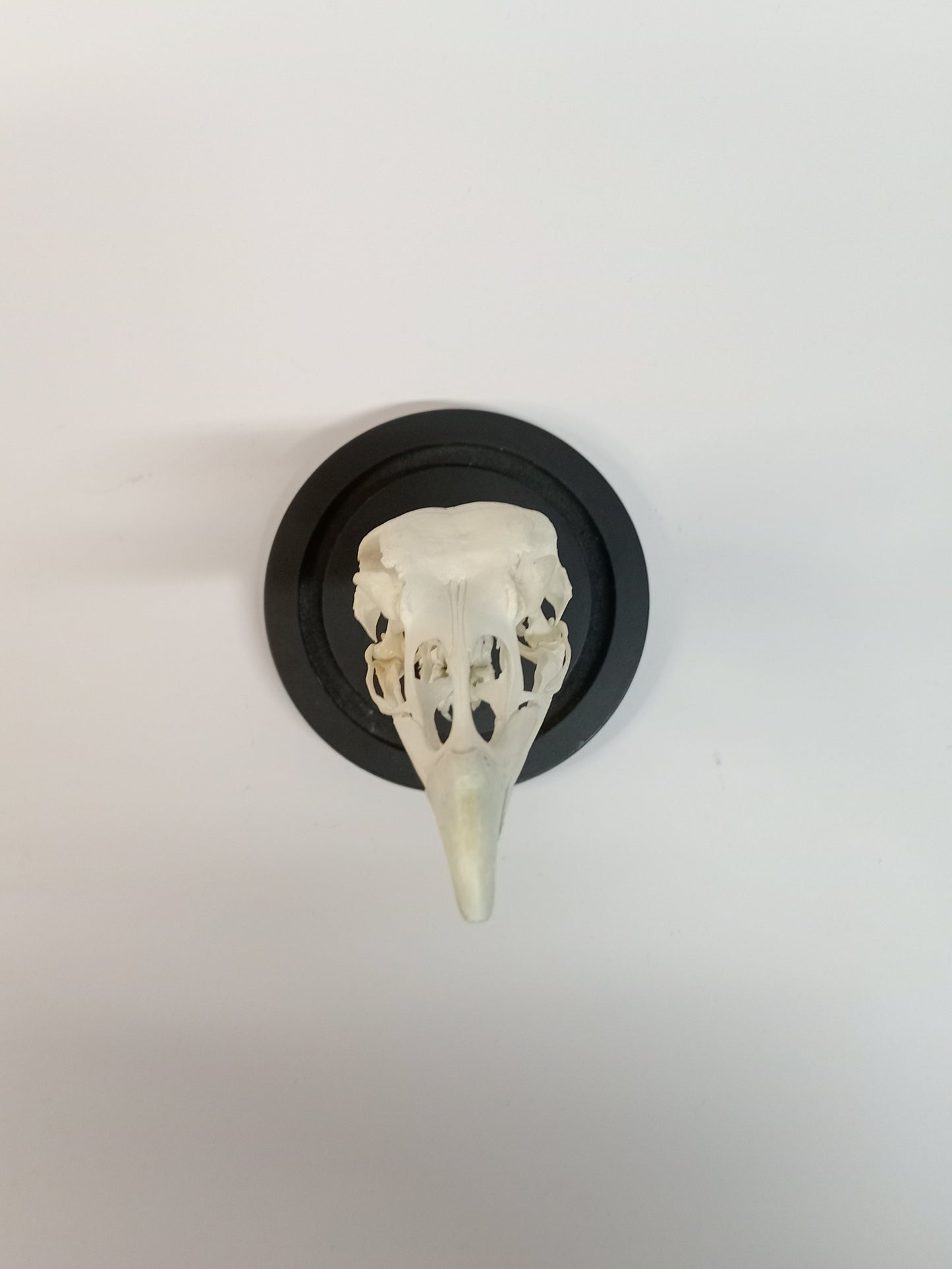 Turkey Skull