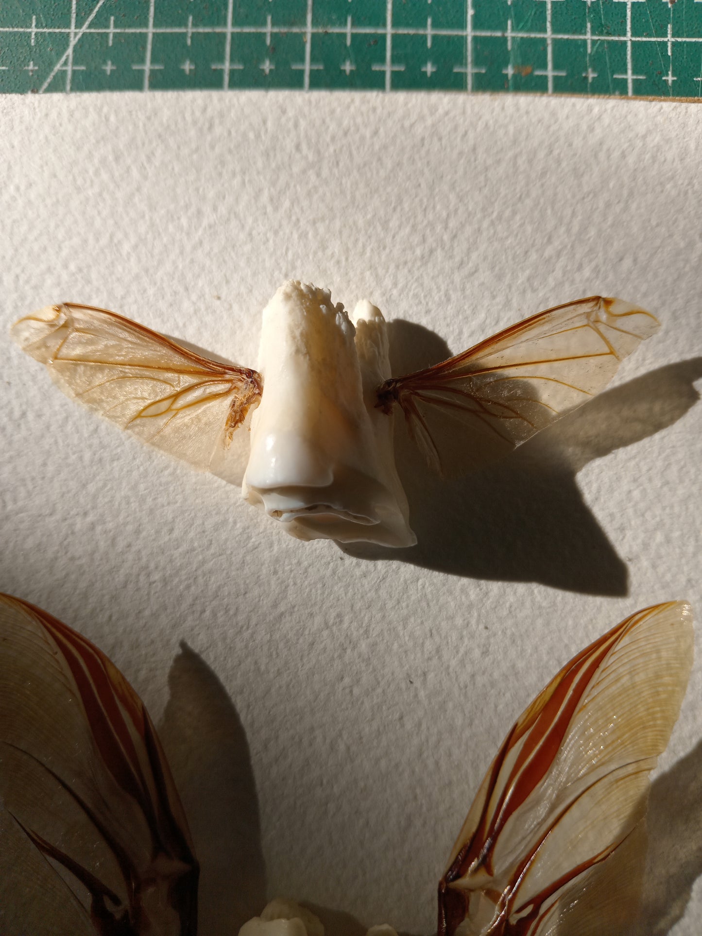 Tooth fairies 4
