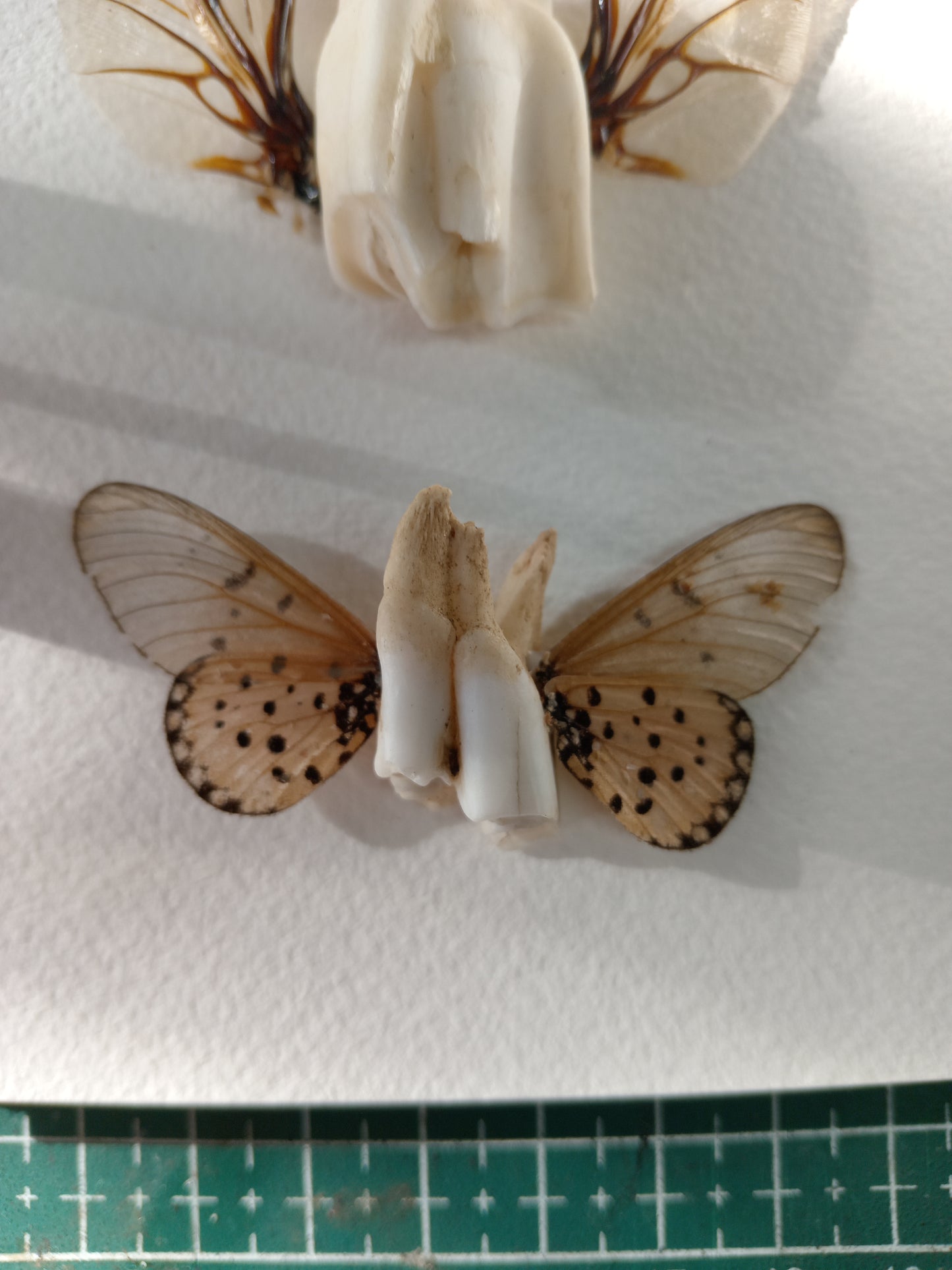 Tooth fairies 4