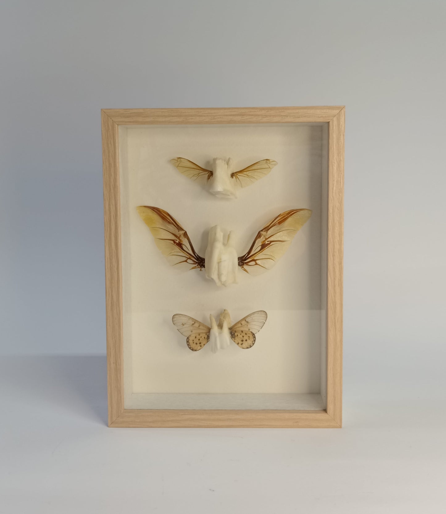Tooth fairies 4