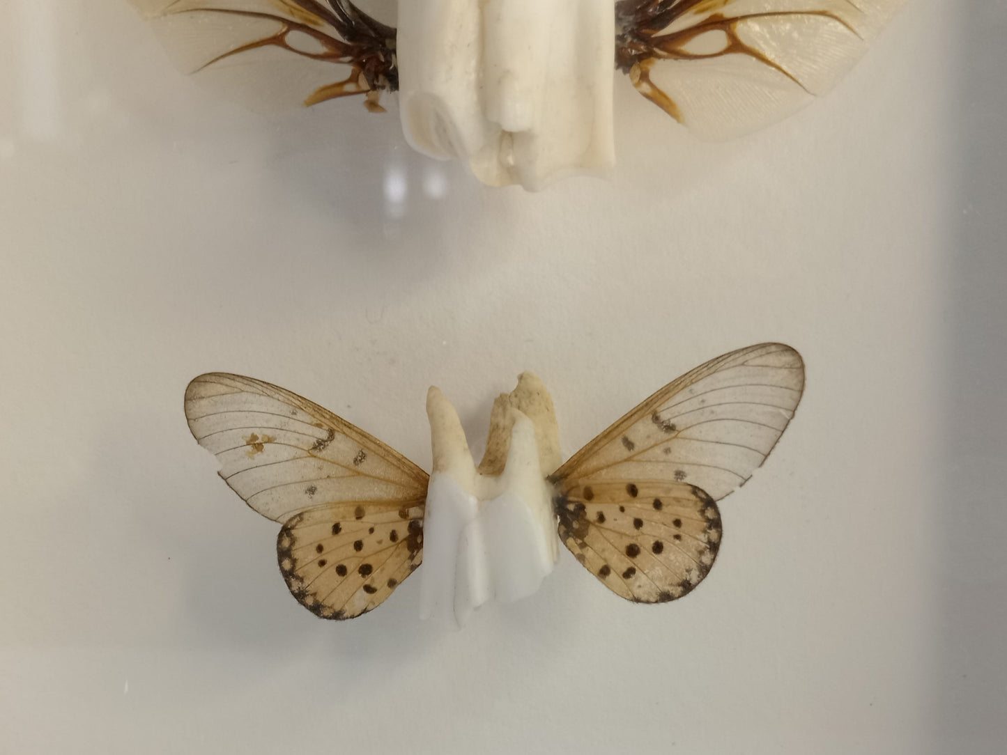 Tooth fairies 4