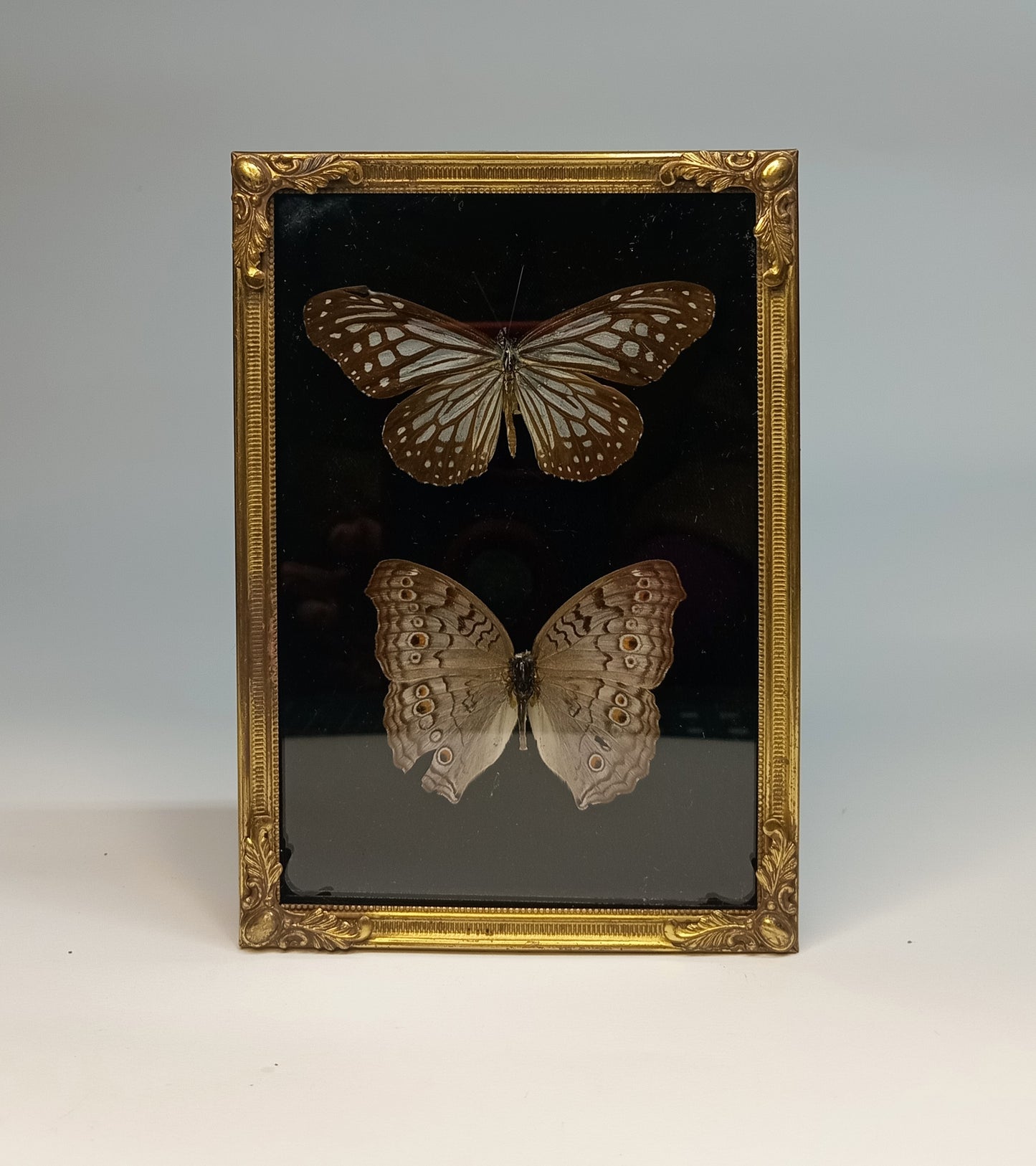 Vintage Framed butterflies Grey Pansy and Glassy Tiger