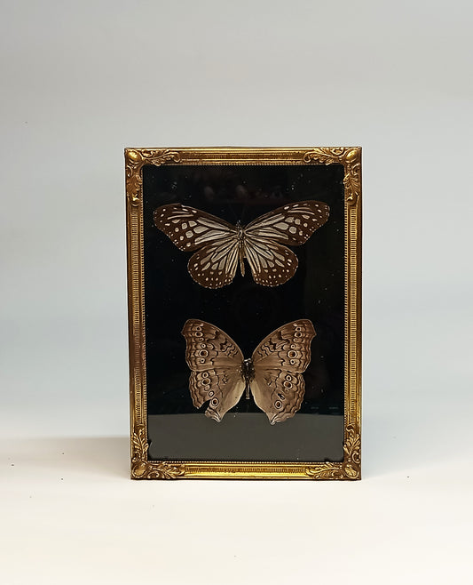 Vintage Framed butterflies Grey Pansy and Glassy Tiger