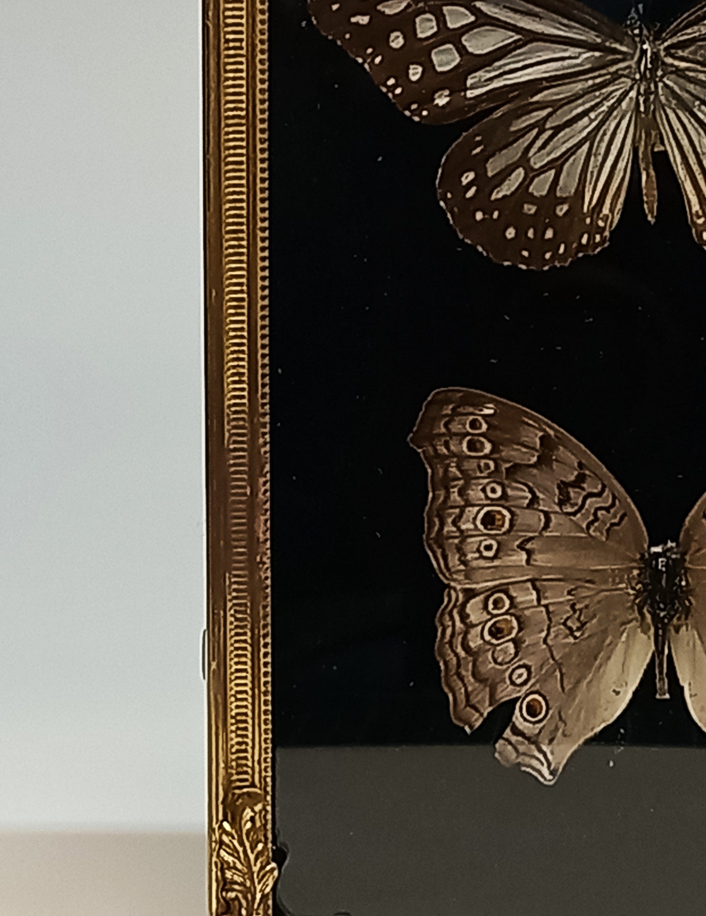 Vintage Framed butterflies Grey Pansy and Glassy Tiger