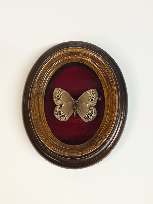 Vintage Framed Woodland brown butterfly