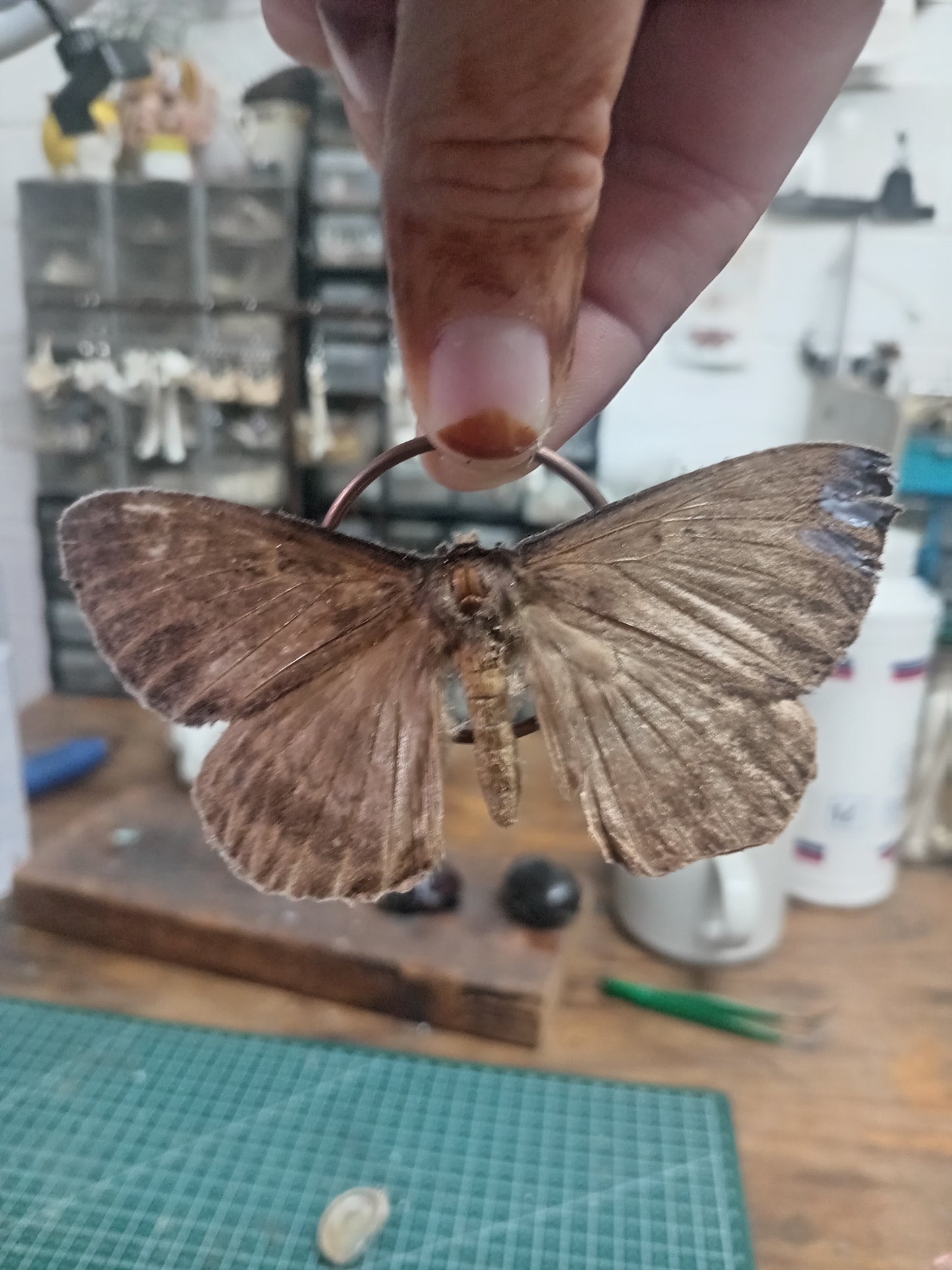 Undetermined Geometridae Moth