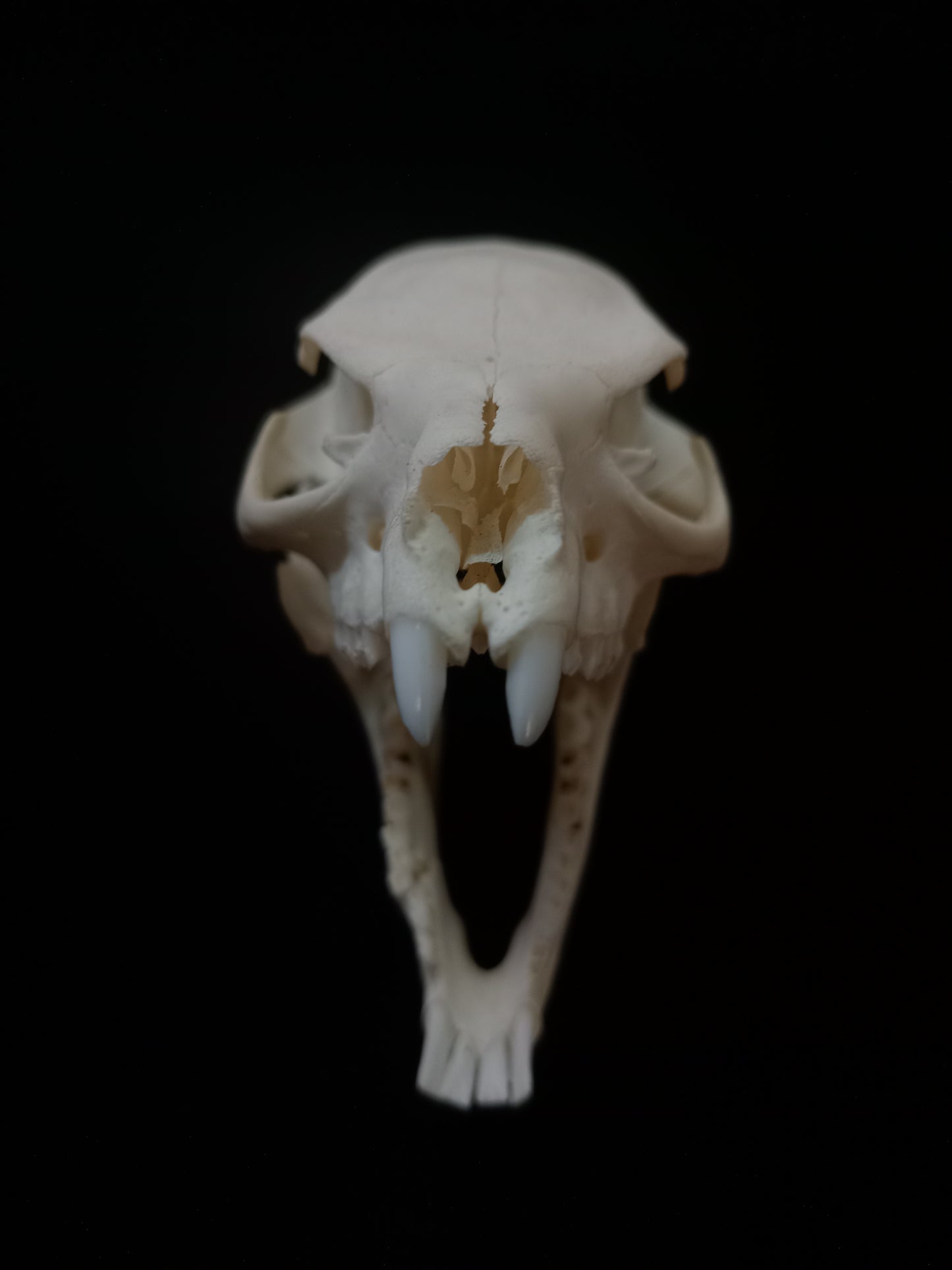 Dassie Skull | Rock Hyrax (Procavia capensis) | Natural Specimen