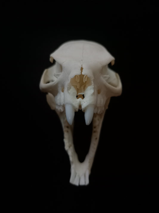 Dassie Skull | Rock Hyrax (Procavia capensis) | Natural Specimen