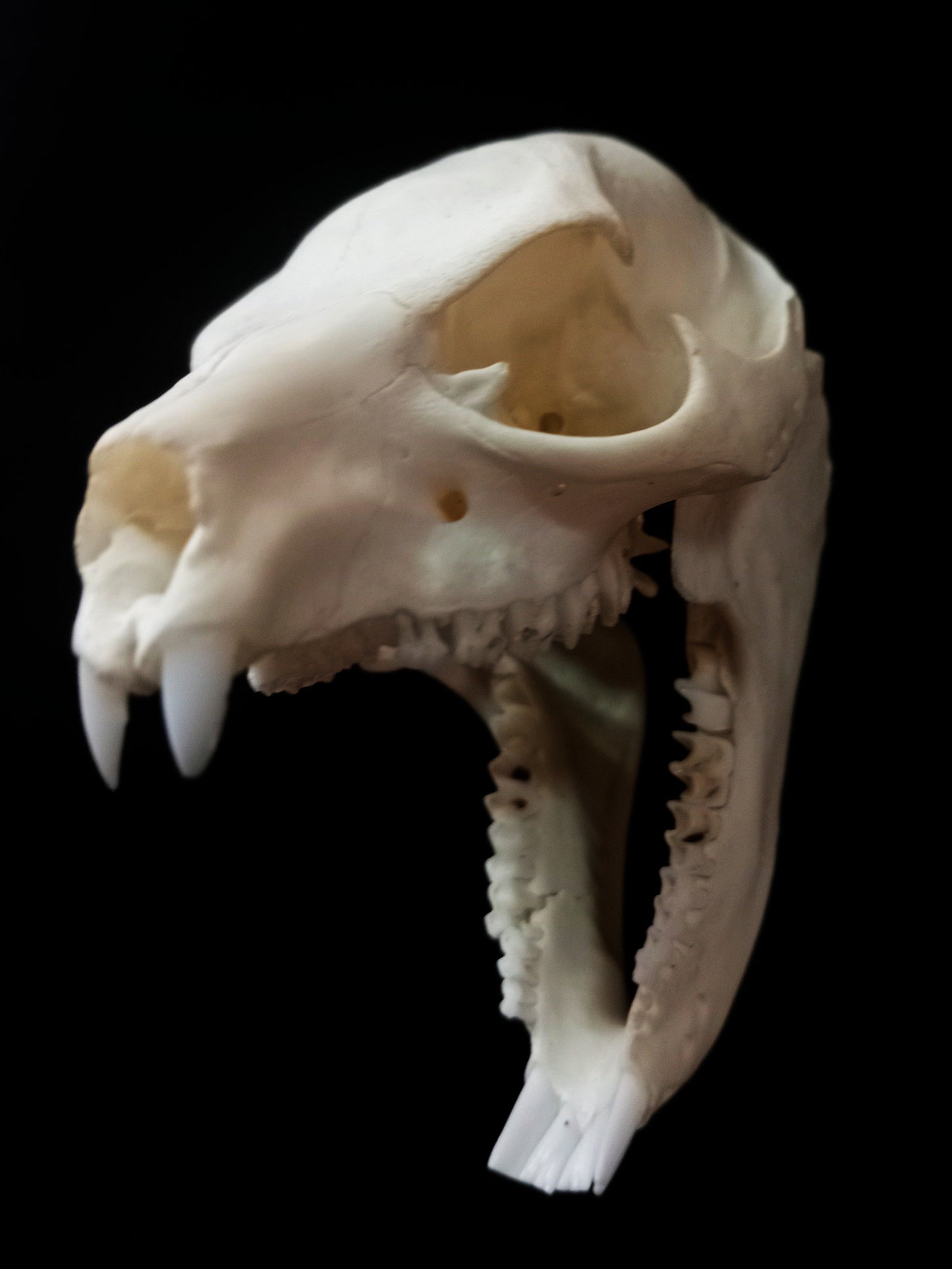 Dassie Skull | Rock Hyrax (Procavia capensis) | Natural Specimen