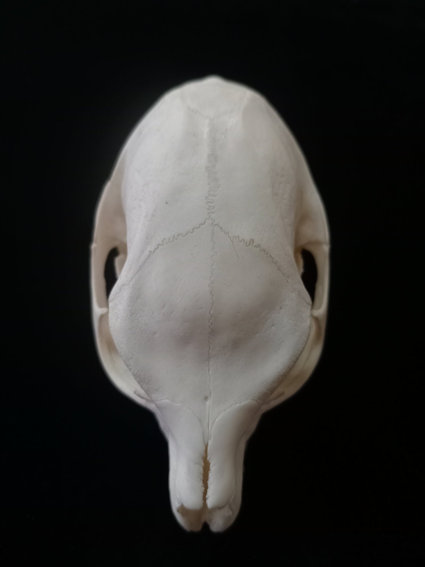 Dassie Skull | Rock Hyrax (Procavia capensis) | Natural Specimen