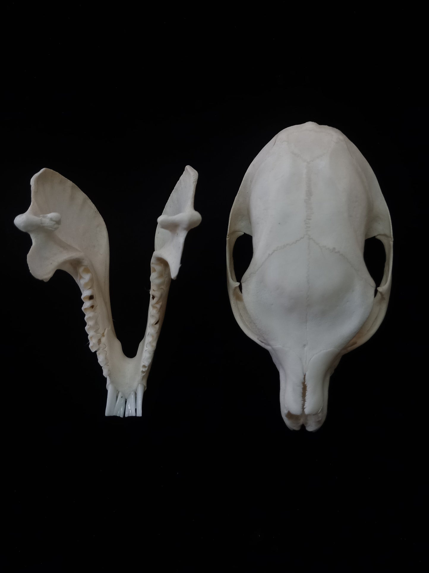 Dassie Skull | Rock Hyrax (Procavia capensis) | Natural Specimen