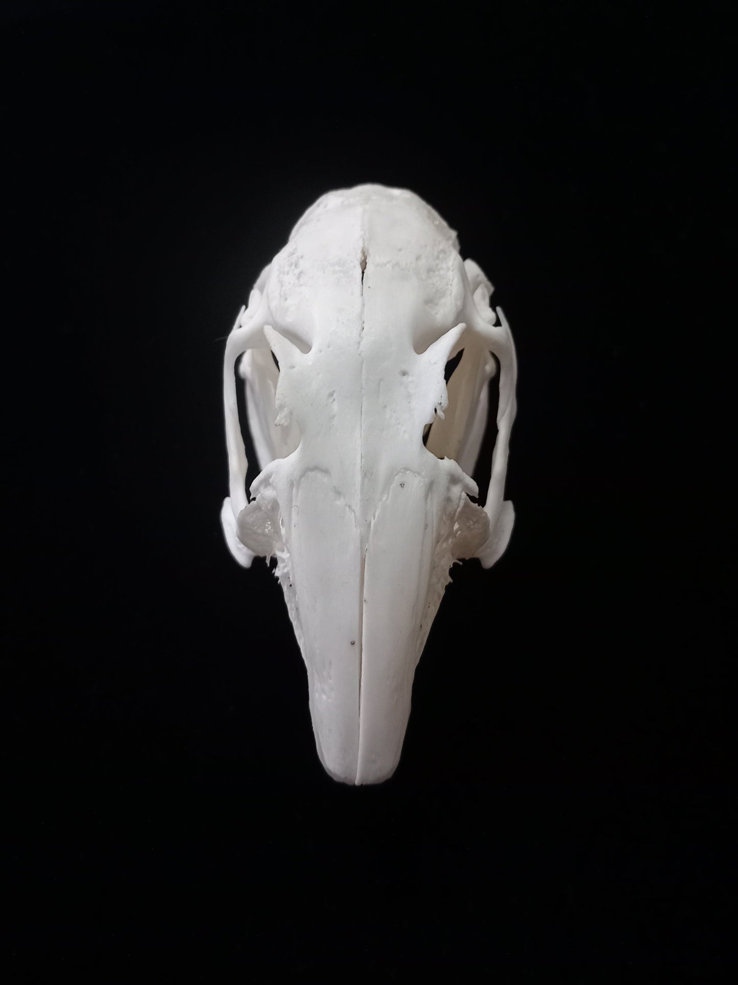 Rabbit Skull | Natural Bone Specimen