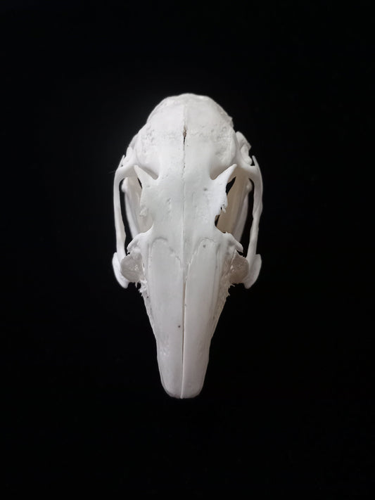 Rabbit Skull | Natural Bone Specimen