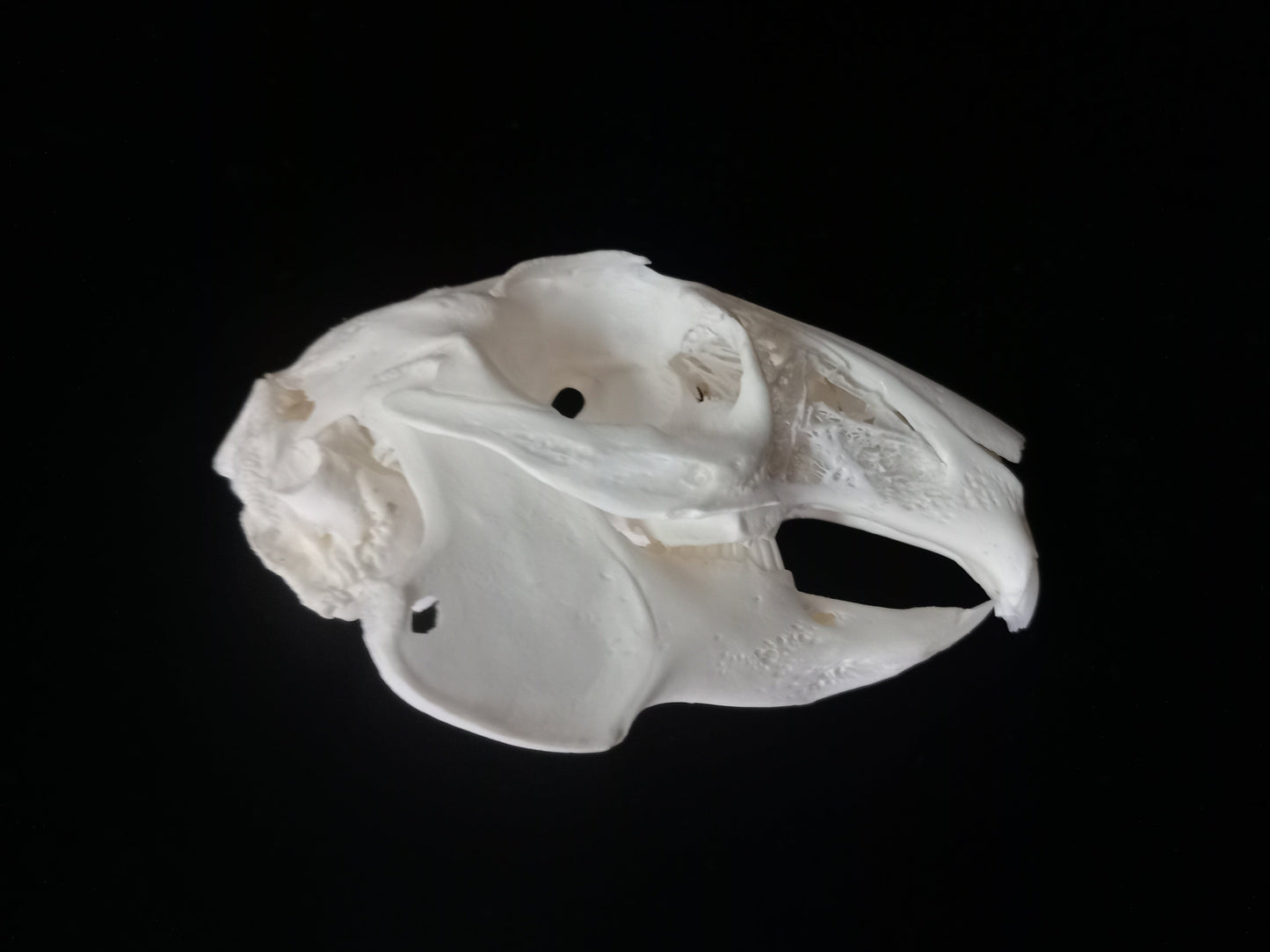 Rabbit Skull | Natural Bone Specimen