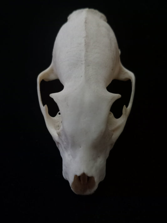 Mongoose Skull | Natural Bone Specimen