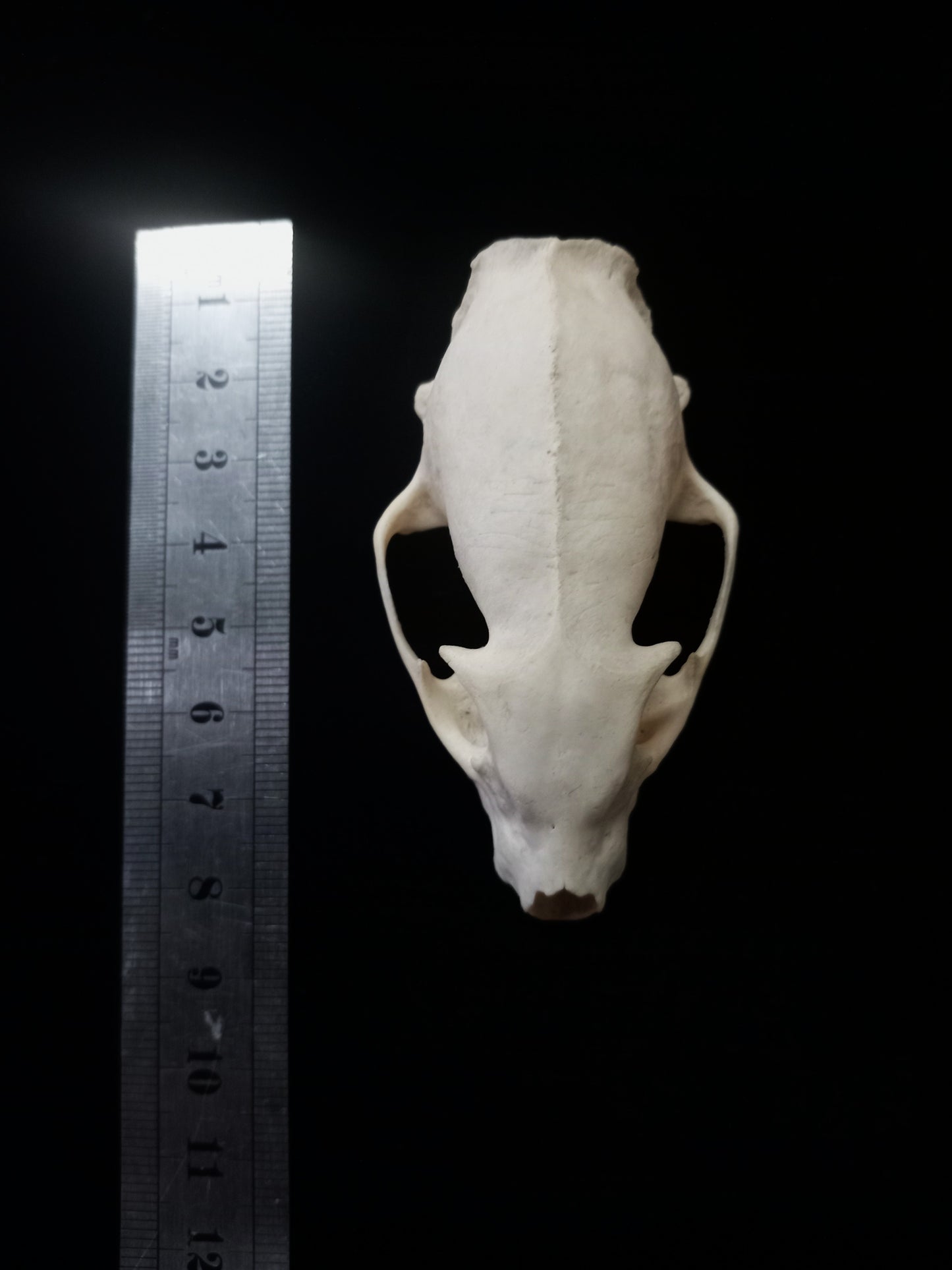 Mongoose Skull | Natural Bone Specimen