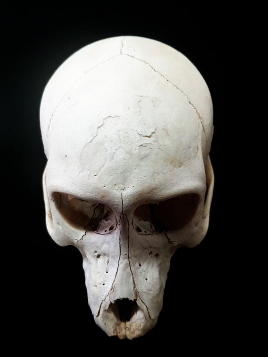 Baboon Cranium
