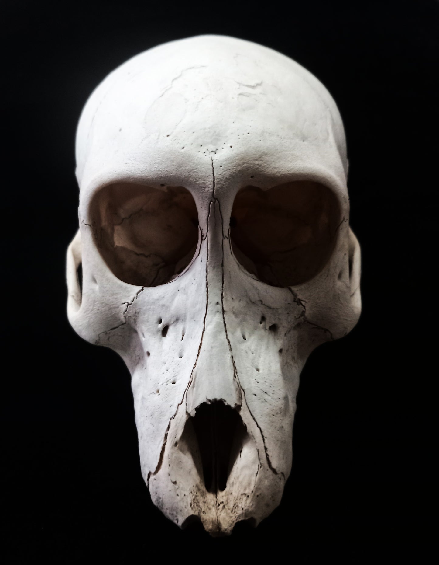 Baboon Cranium