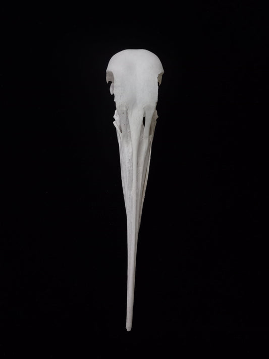 Hadeda Ibis Skull | Bostrychia hagedash | Natural Specimen