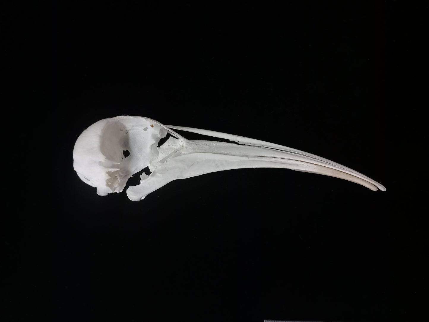 Hadeda Ibis Skull | Bostrychia hagedash | Natural Specimen