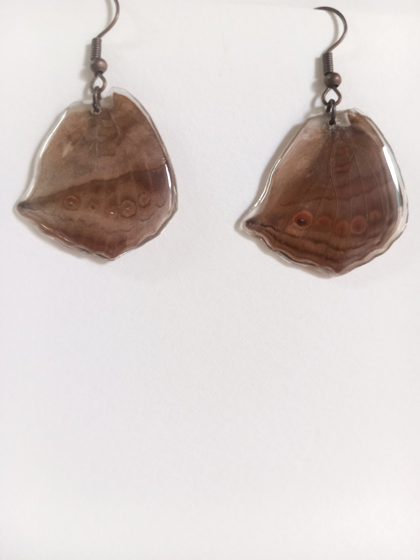 Butterfly Species | Real Butterfly Wing Earrings in Resin