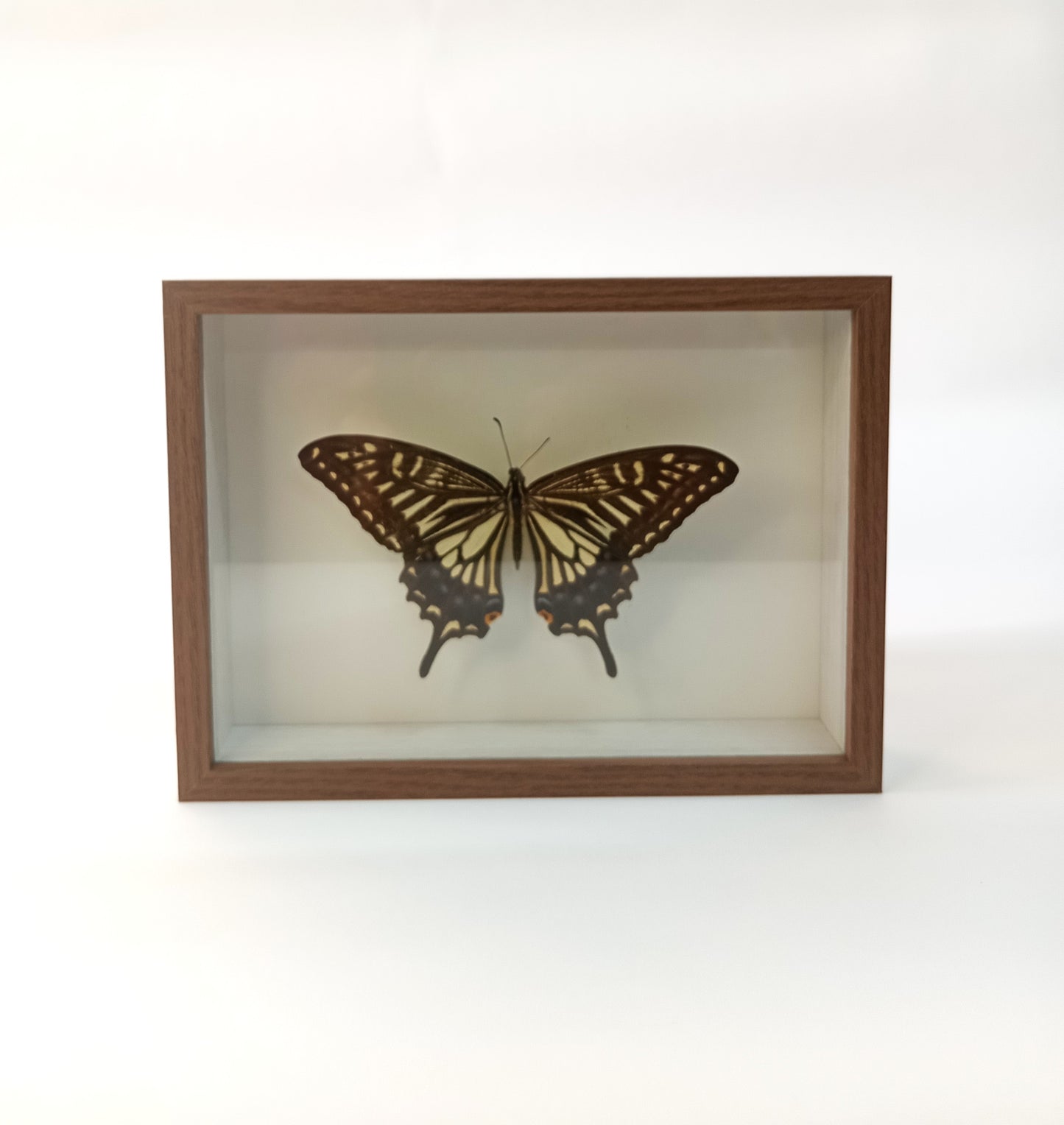 Asian Swallowtail Butterfly — Papilio xuthus